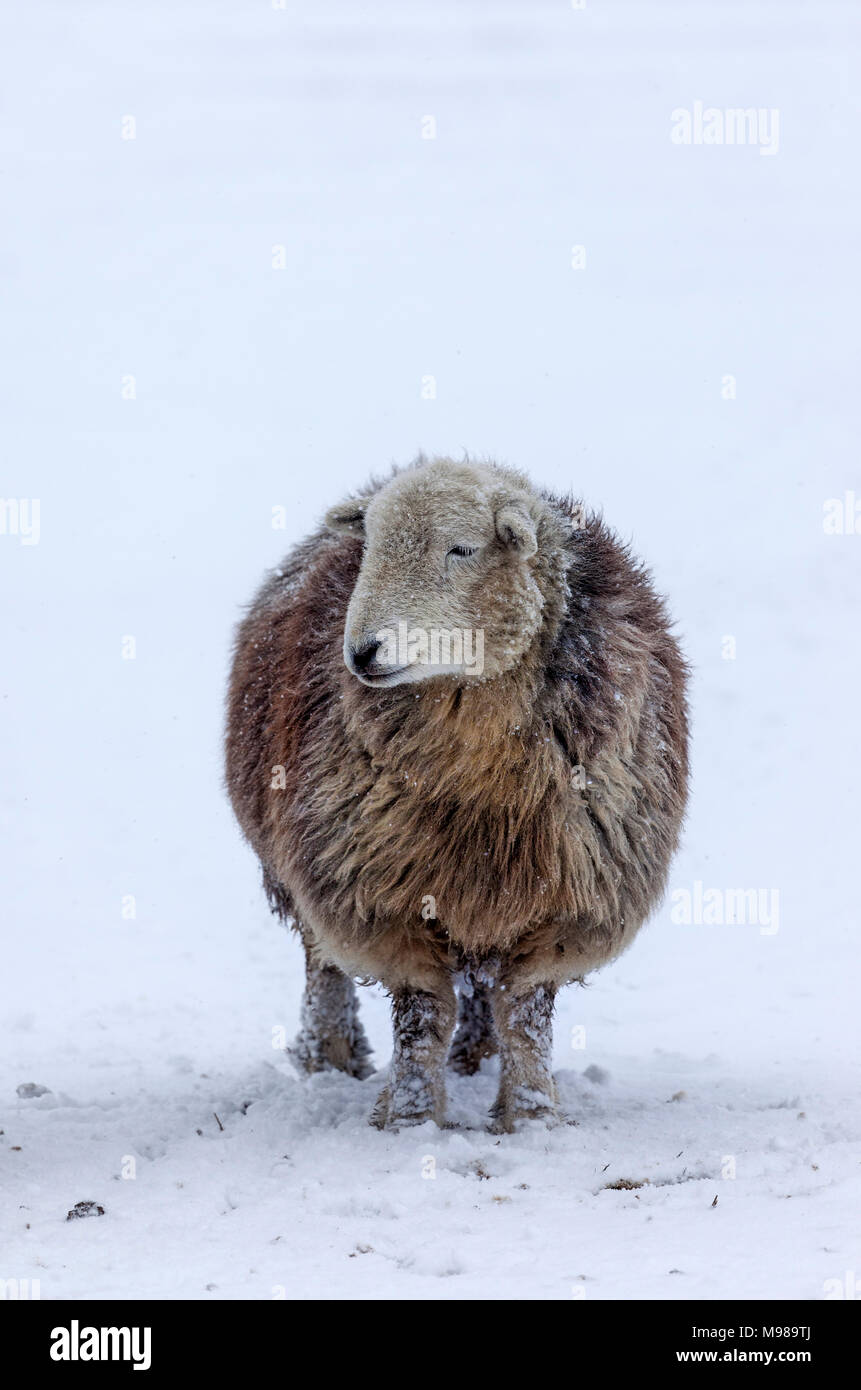 Herdwick ovini e la caduta di neve, REGNO UNITO Foto Stock