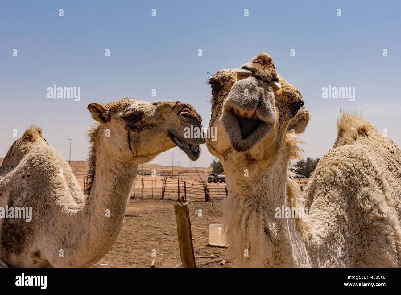 La condivisione di cammelli uno scherzo. Foto scattata a nord-est di Riyadh, Arabia Saudita sul modo per Thumamah Parco Nazionale. Foto Stock