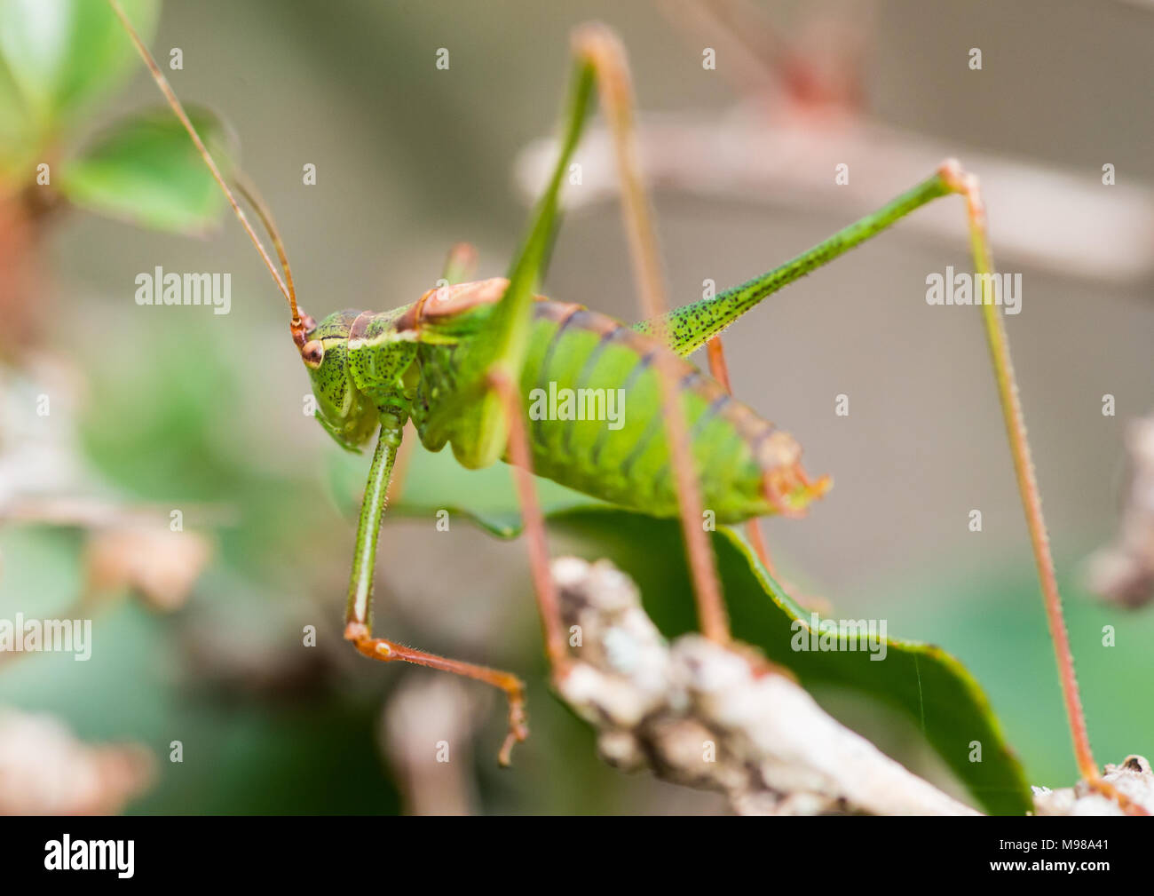Una macro shot di una bussola punteggiate di cricket. Foto Stock