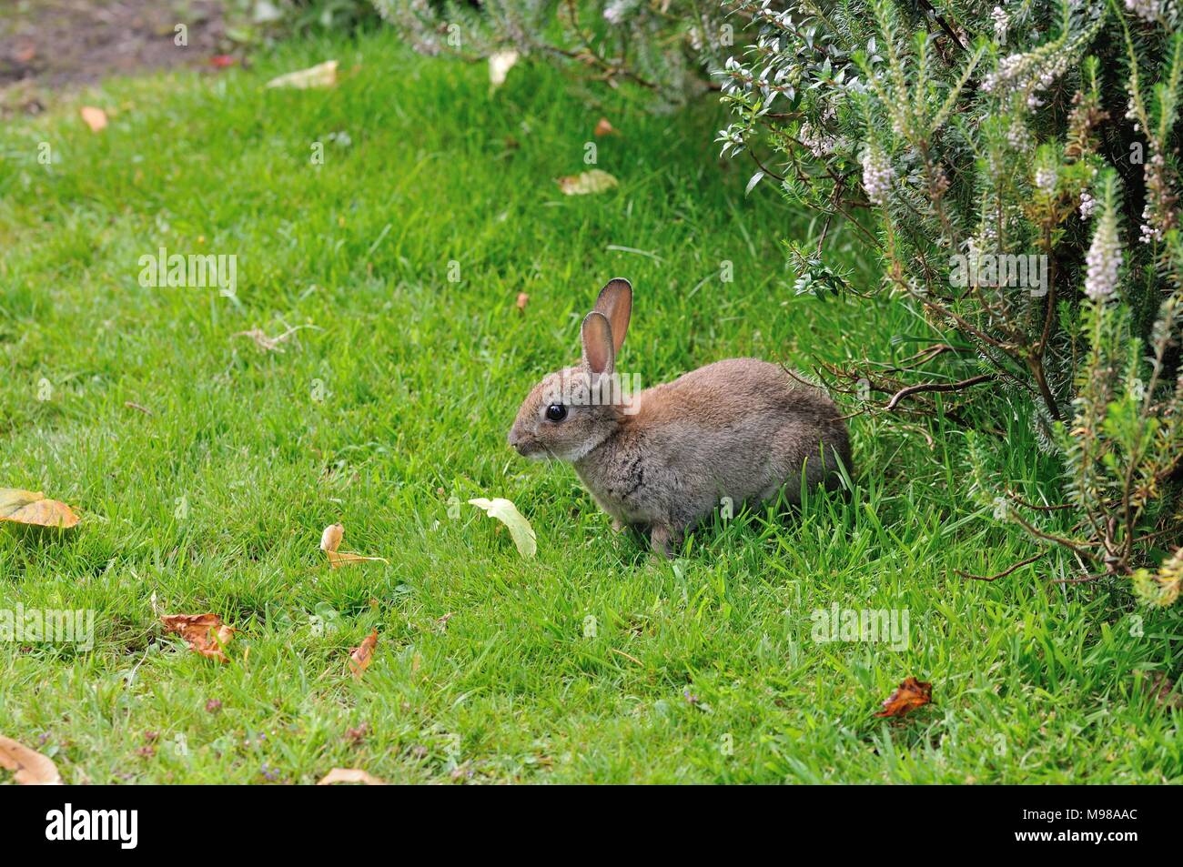 Coniglio selvatico in seduta l'erba con orecchie fino in Pittencrieff Park, Dunfermline, Fife, Scozia Foto Stock