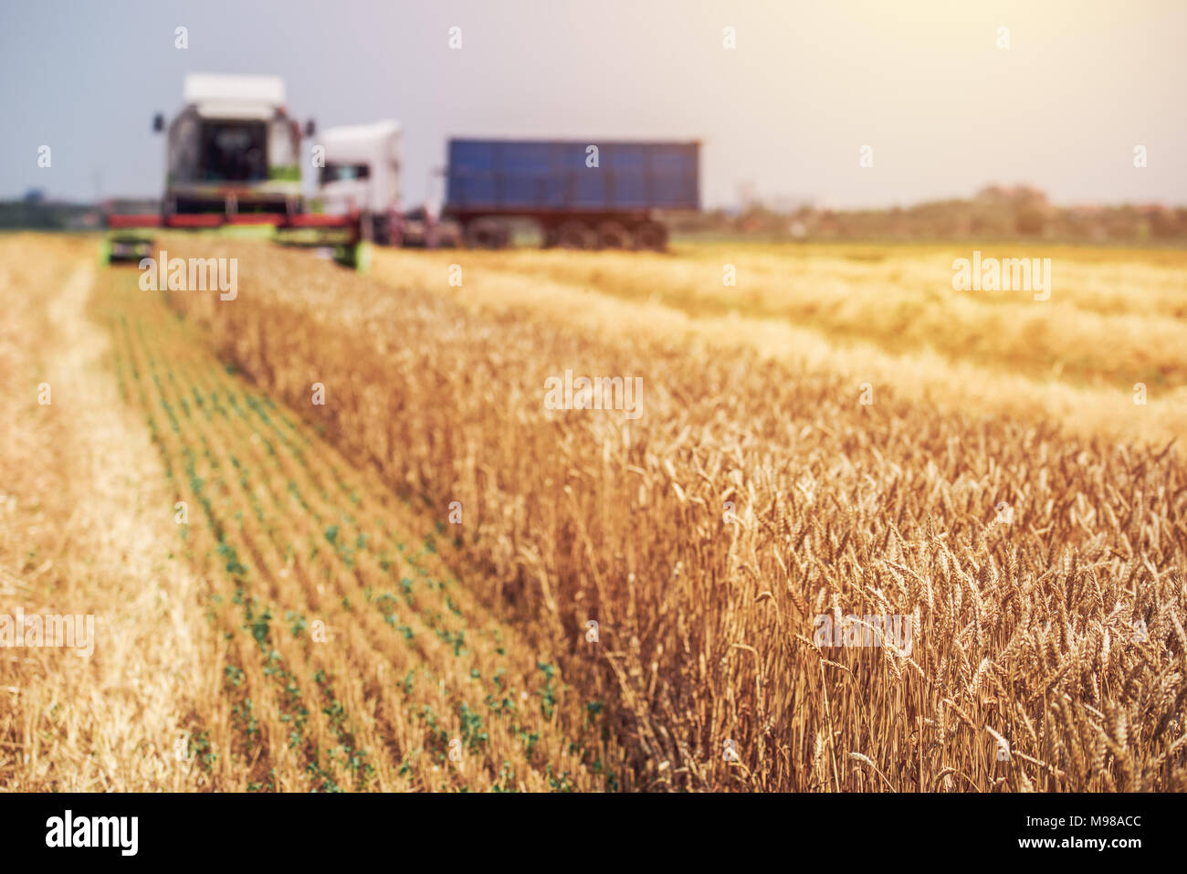 Mietitrebbia semovente di raccolta della macchina di grano maturo colture coltivate in campo agricolo, il fuoco selettivo Foto Stock
