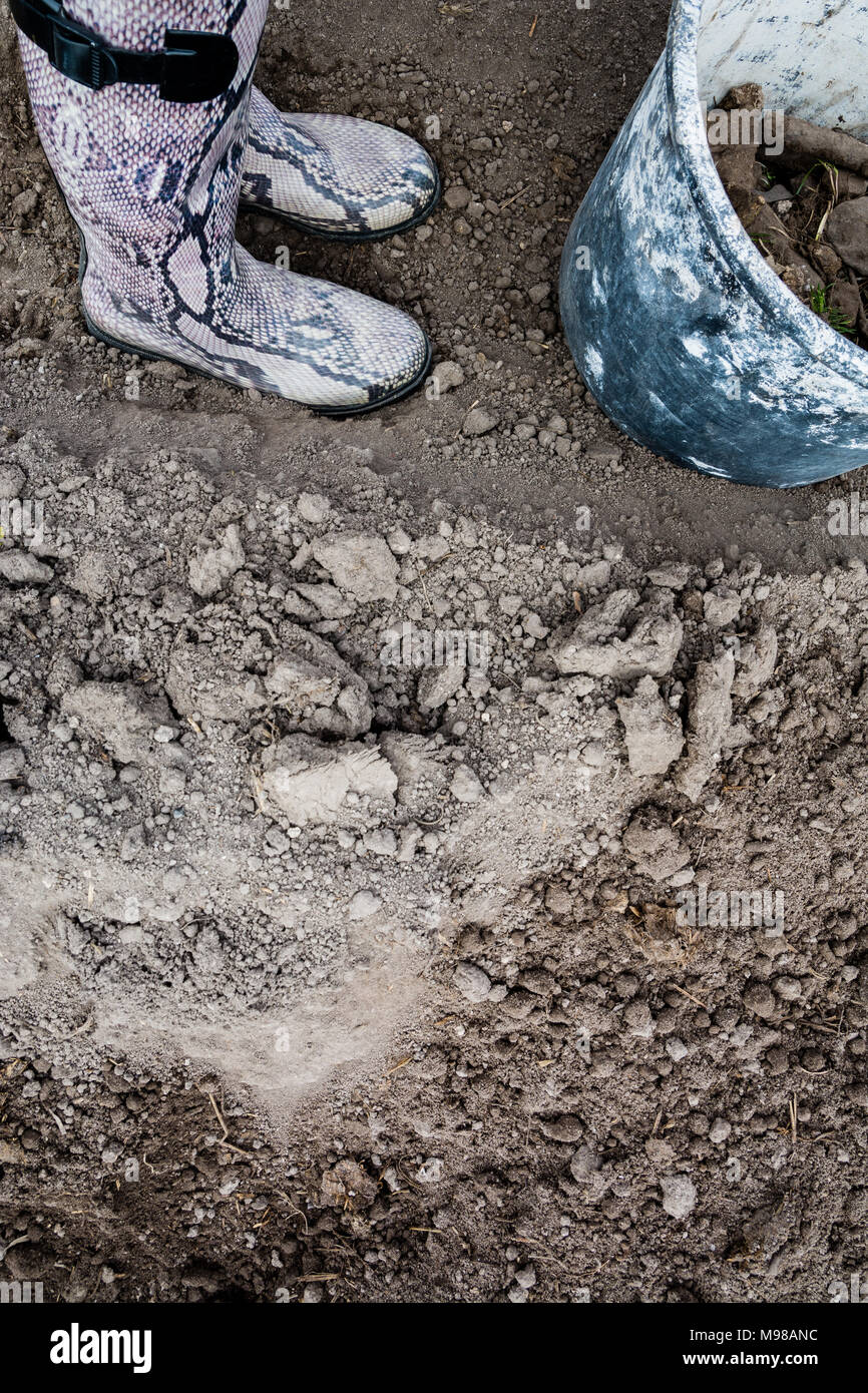 Gambe umane in stivali di gomma e benna vecchio coperto di vernice con  pietre ed erbacce in esso dopo la pulizia di massa. Concetto di lavoro,  copia dello spazio. Effetto della pellicola