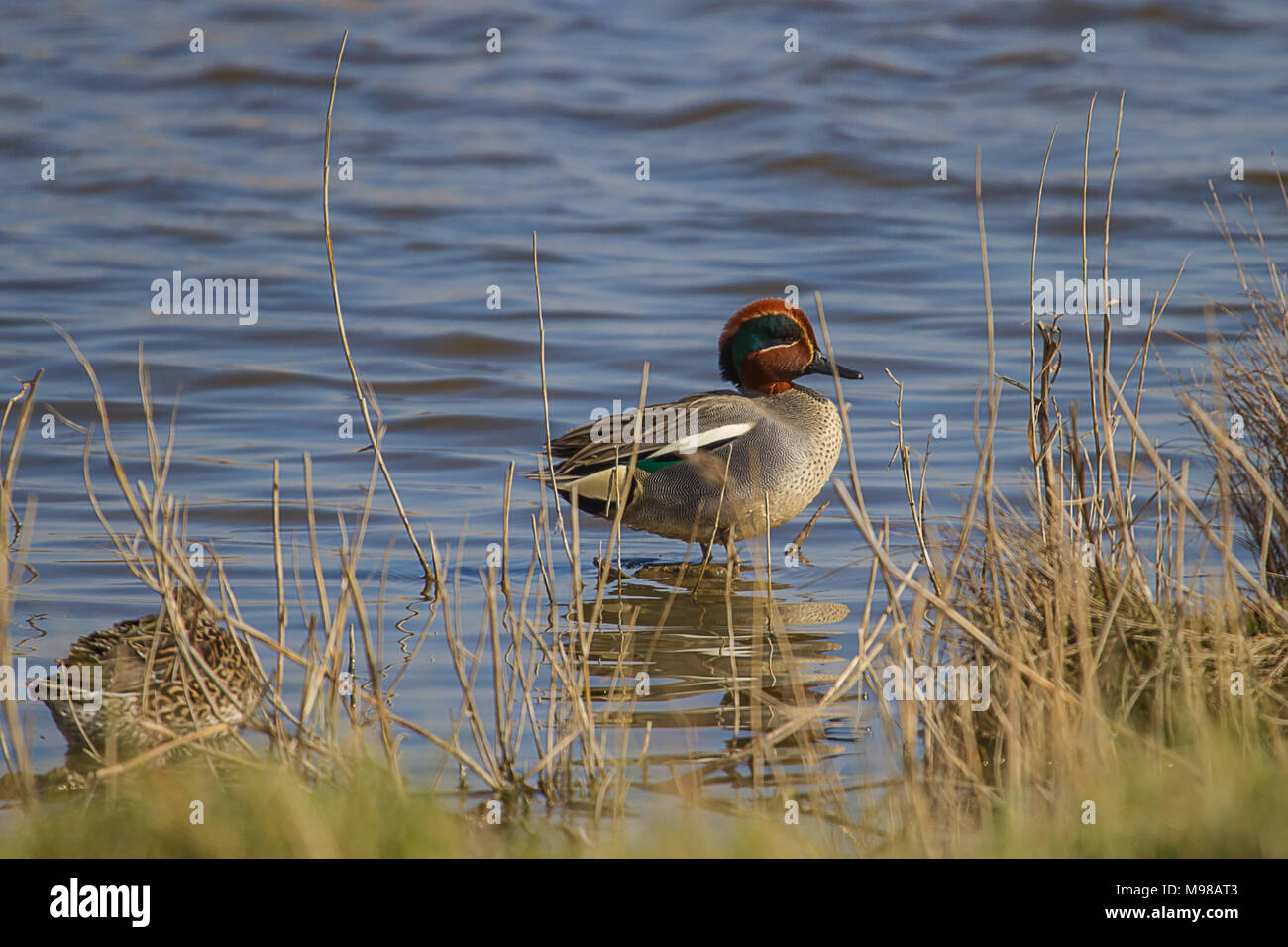 Foto di un comune maschio Teal acqua stagnante con riflessi nell'acqua Foto Stock