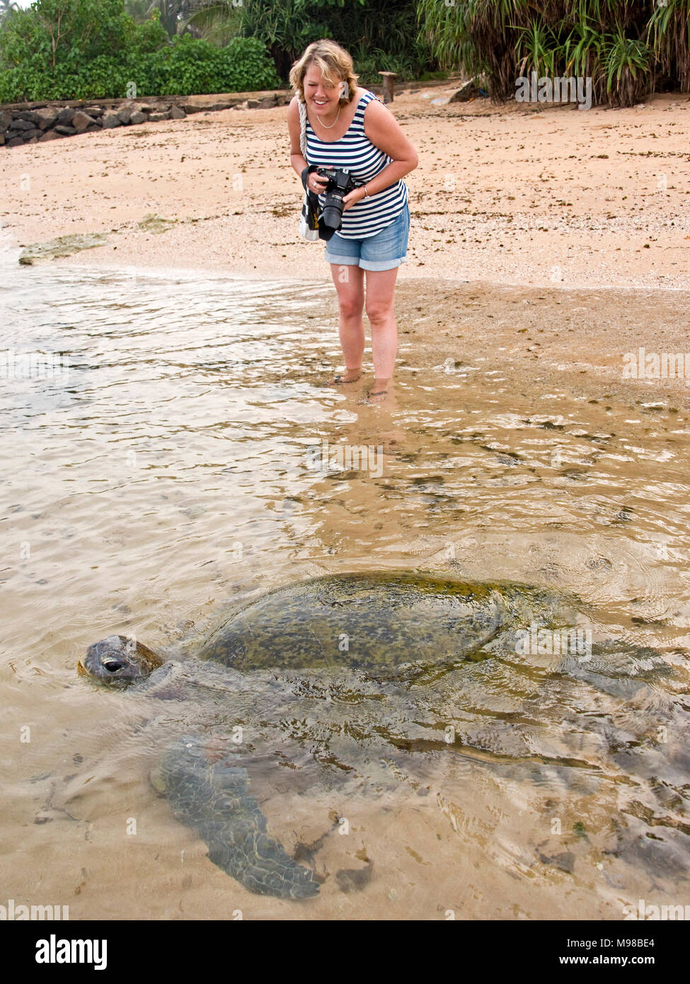Ogni giorno queste tartarughe marine verdi entrano in spiaggia in Colombo, Sri Lanka dove sono abituati alle persone la loro alimentazione alghe. Foto Stock