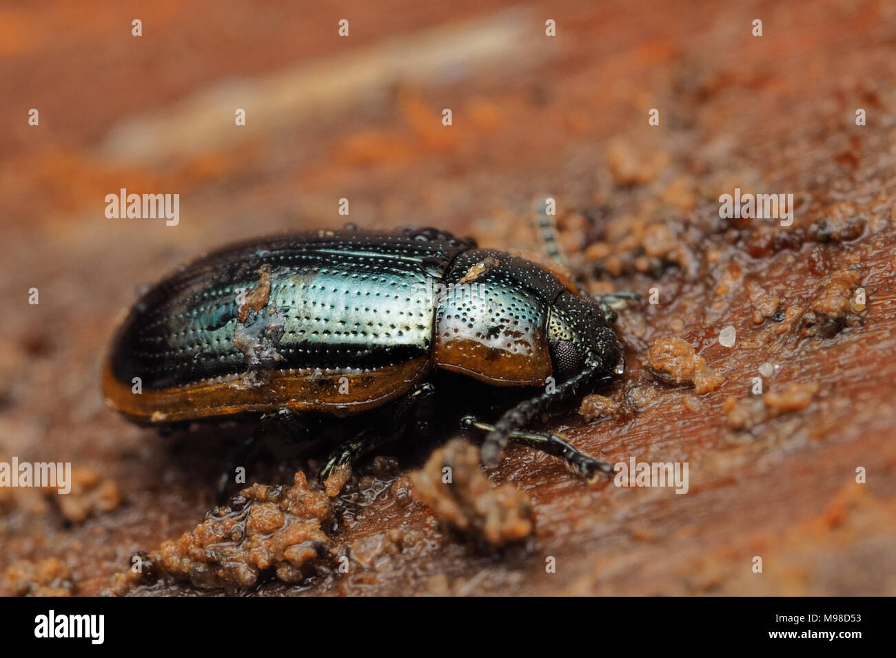 Foglia (Beetle Hydrothassa marginella) sotto corteccia su un fencepost. Tipperary, Irlanda Foto Stock