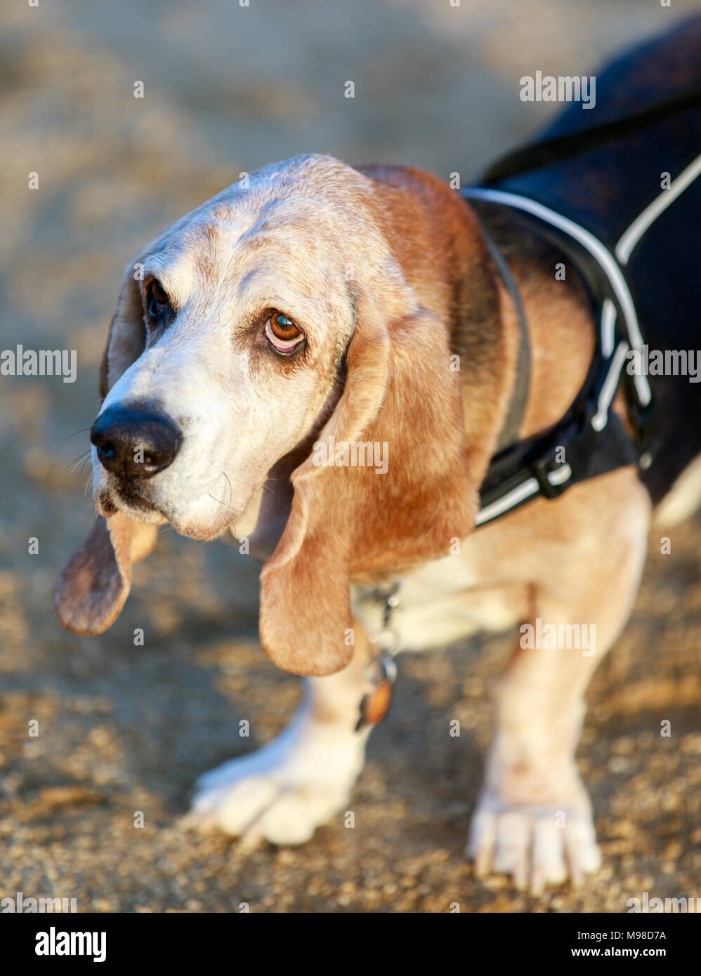 Basset Hound maschio adulto close-up Foto Stock