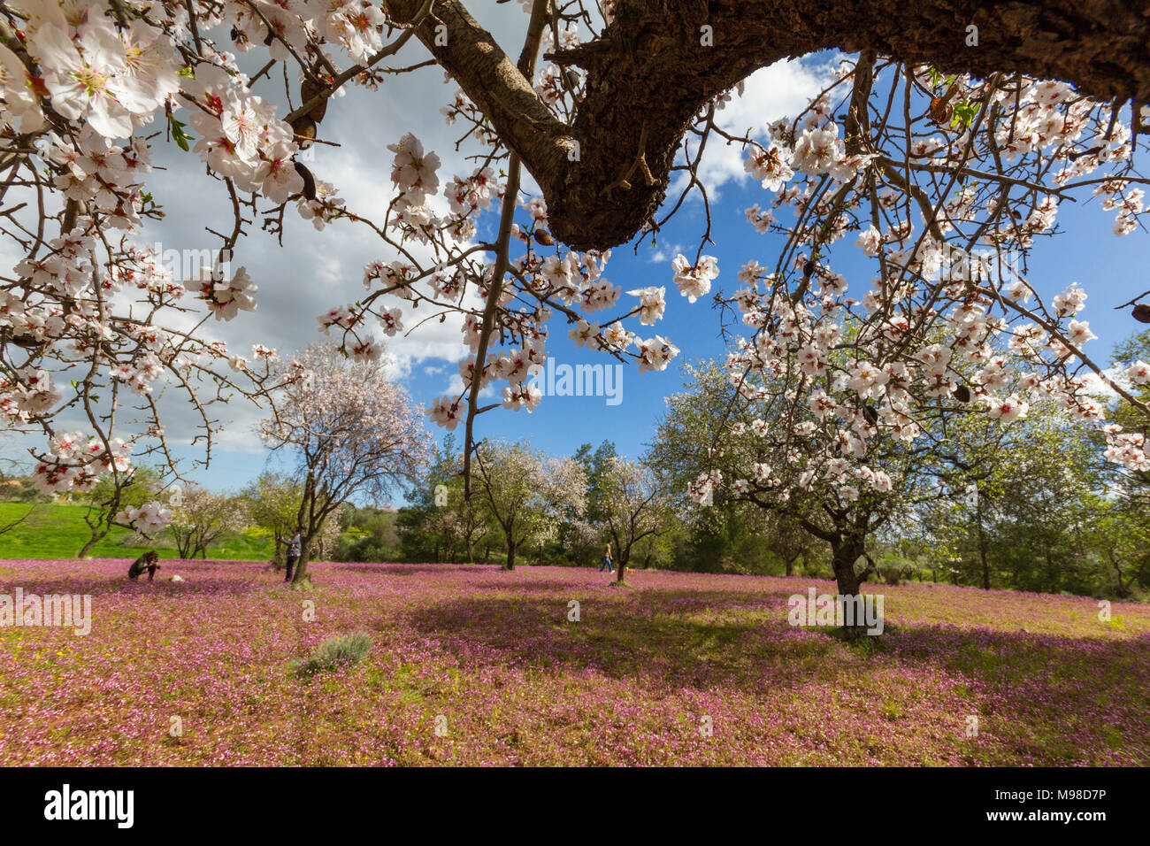 Klirou, Cipro - 28 Febbraio 2018: il campo della fioritura dei mandorli e fiori viola e man walking cane in background. Girato in primavera i Foto Stock