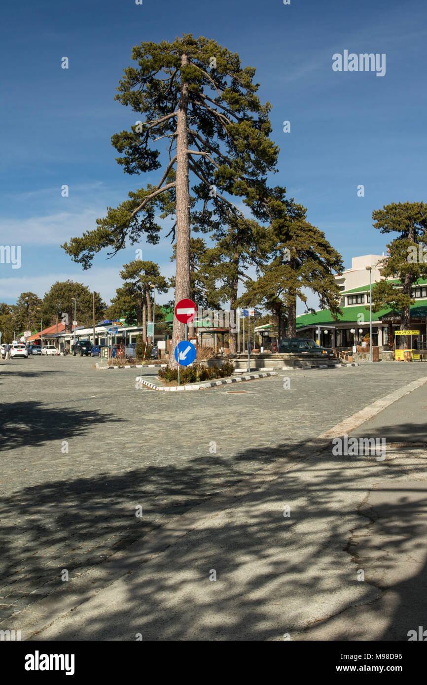 Il nero di alberi di pino in sole di primavera a piazza troodos nei monti Troodos nei pressi del monte Olimpo in Limassol District di Cipro, europa Foto Stock