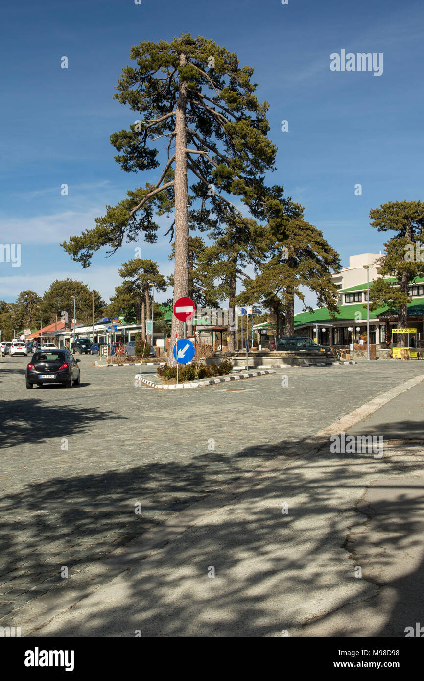 Il nero di alberi di pino in sole di primavera a piazza troodos nei monti Troodos nei pressi del monte Olimpo in Limassol District di Cipro, europa Foto Stock