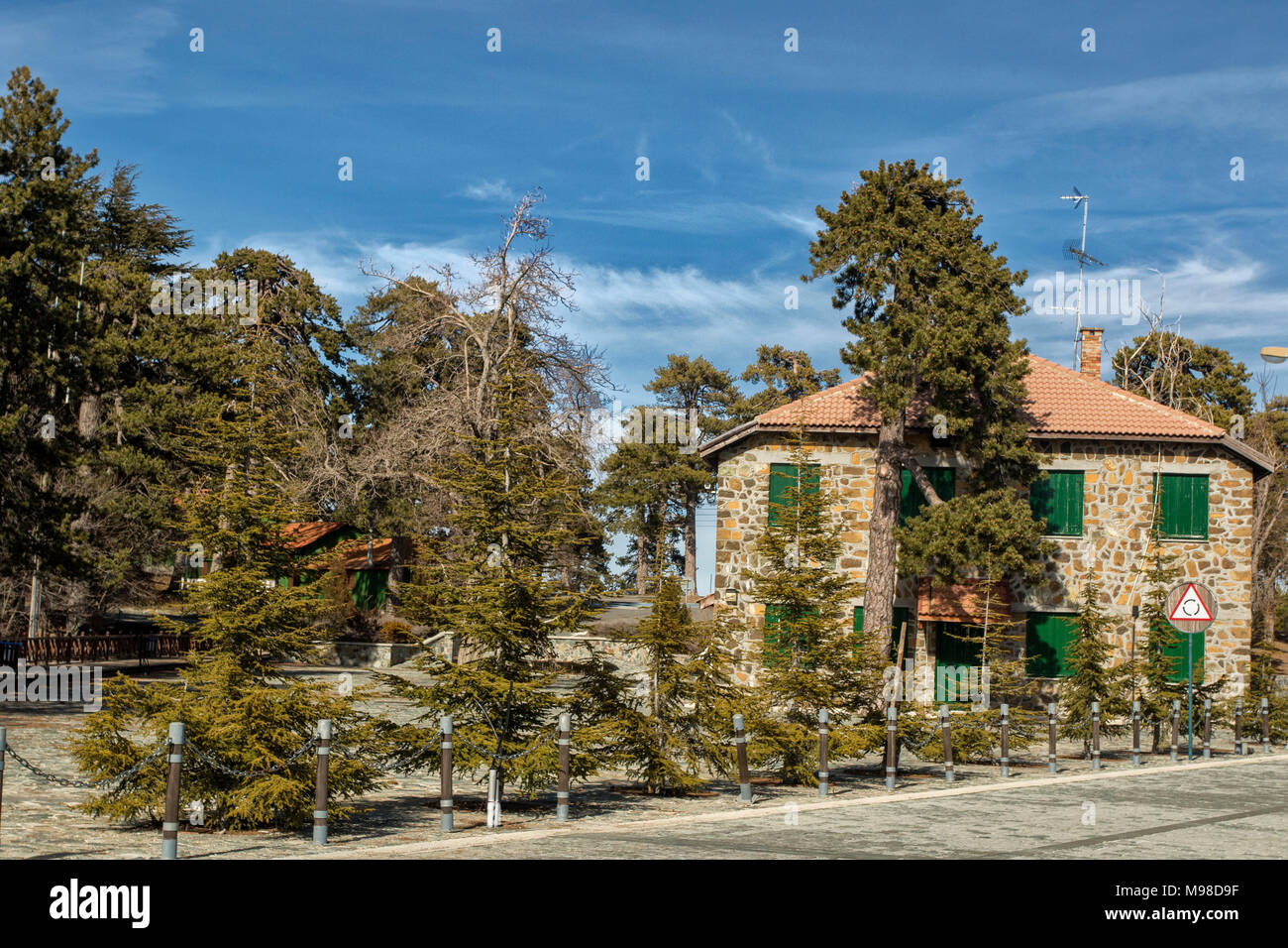 Il nero di alberi di pino in primavera sulla strada che dalla piazza troodos al monte Olimpo, distretto di Limassol, Cipro, europa Foto Stock