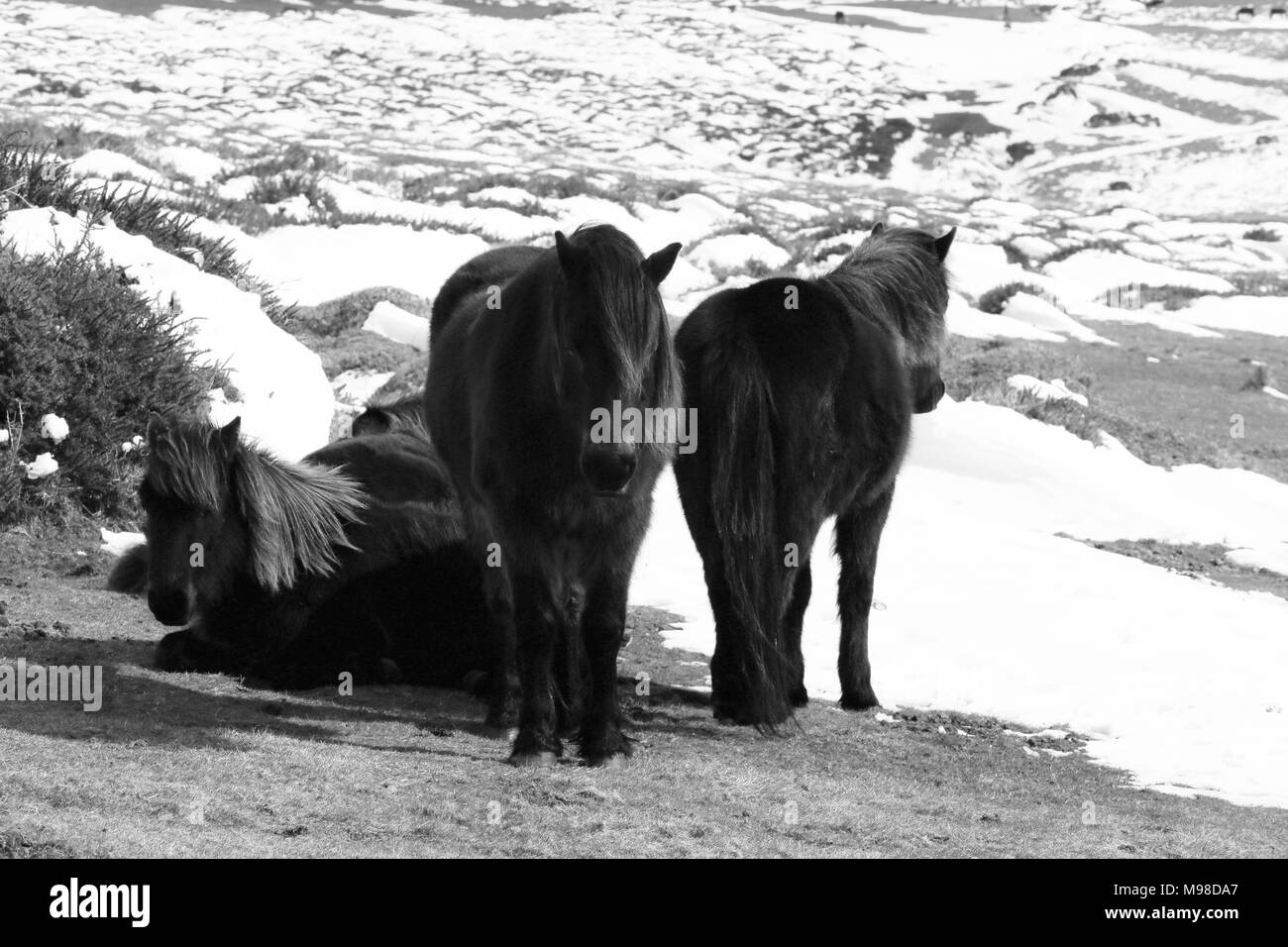 Dartmoor Pony nella neve Foto Stock