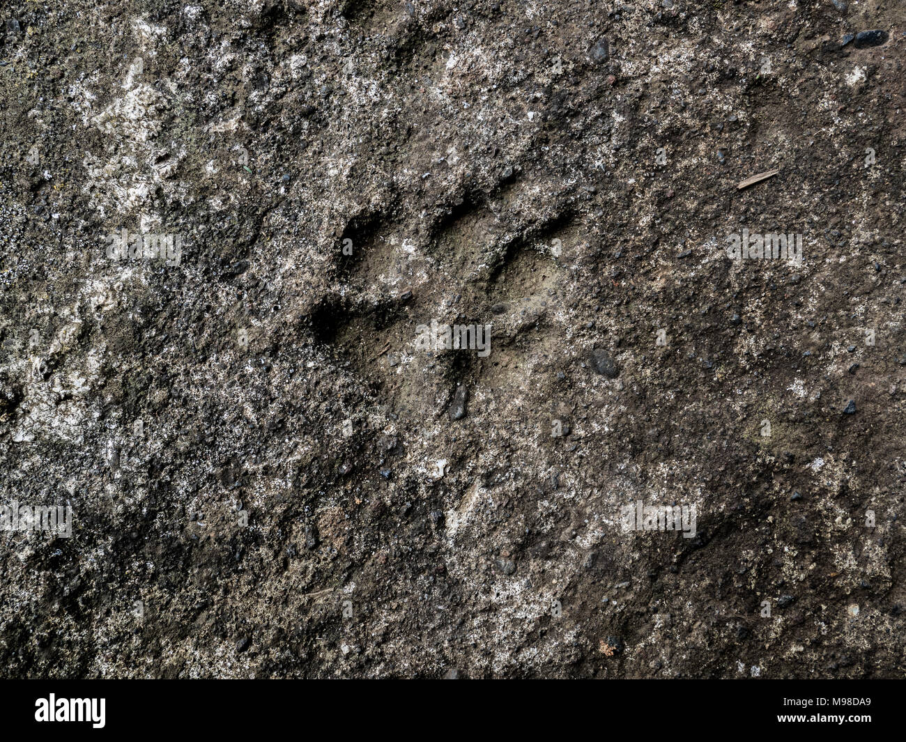 Impronta di una zampa del cane in cemento Foto Stock