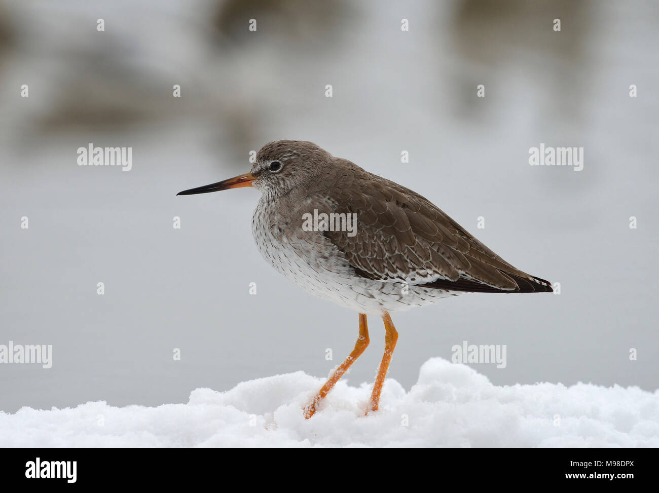 - Redshank Tringa totanus in piedi nella neve Foto Stock