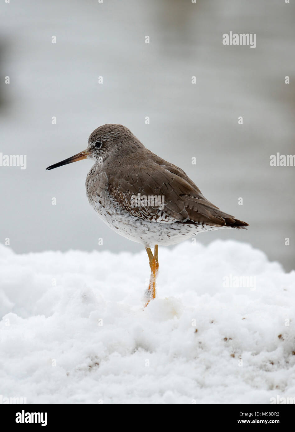 Redshanks - Tringa totanus in piedi nella neve Foto Stock