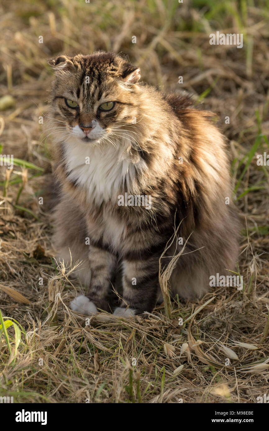 Cipro gatto a neo Paphos, Paphos, Cipro, dei Caraibi Foto stock - Alamy