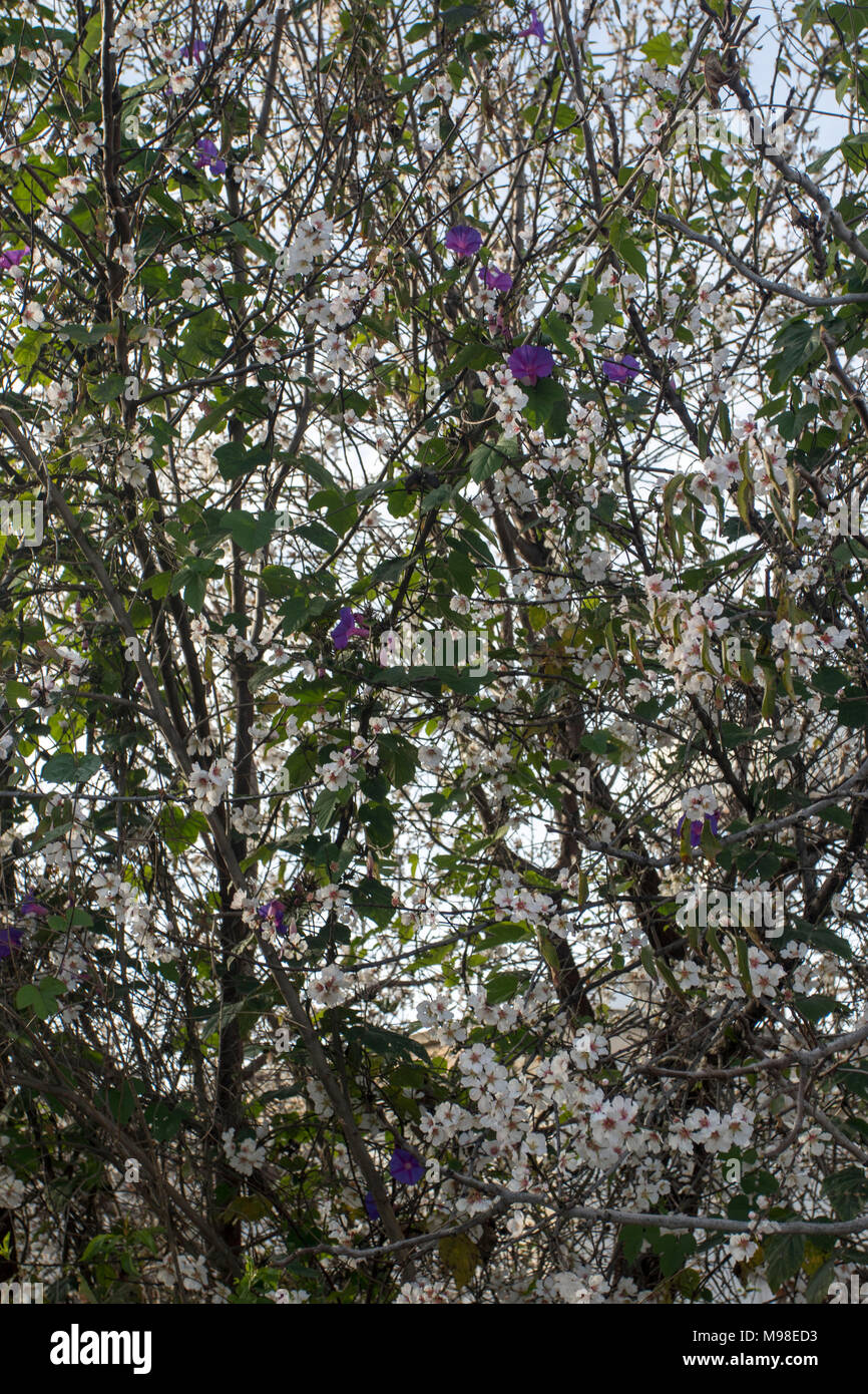 Viola centinodia avvolto intorno a fiore bianco in un giardino di Paphos con sole primaverile, in Kato Paphos area turistica , Cipro, europa Foto Stock