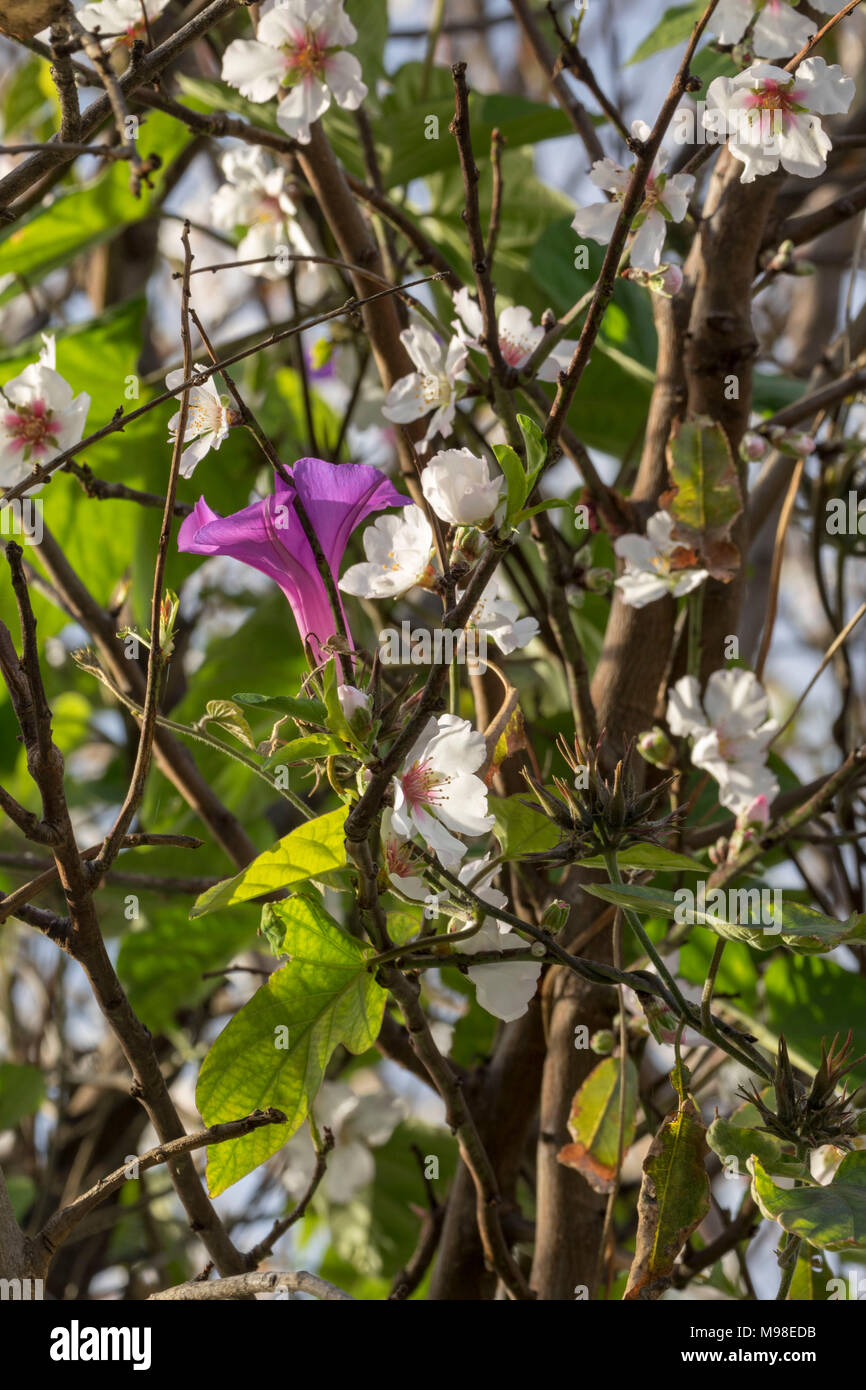 Viola centinodia avvolto intorno a fiore bianco in un giardino di Paphos con sole primaverile, in Kato Paphos area turistica , Cipro, europa Foto Stock