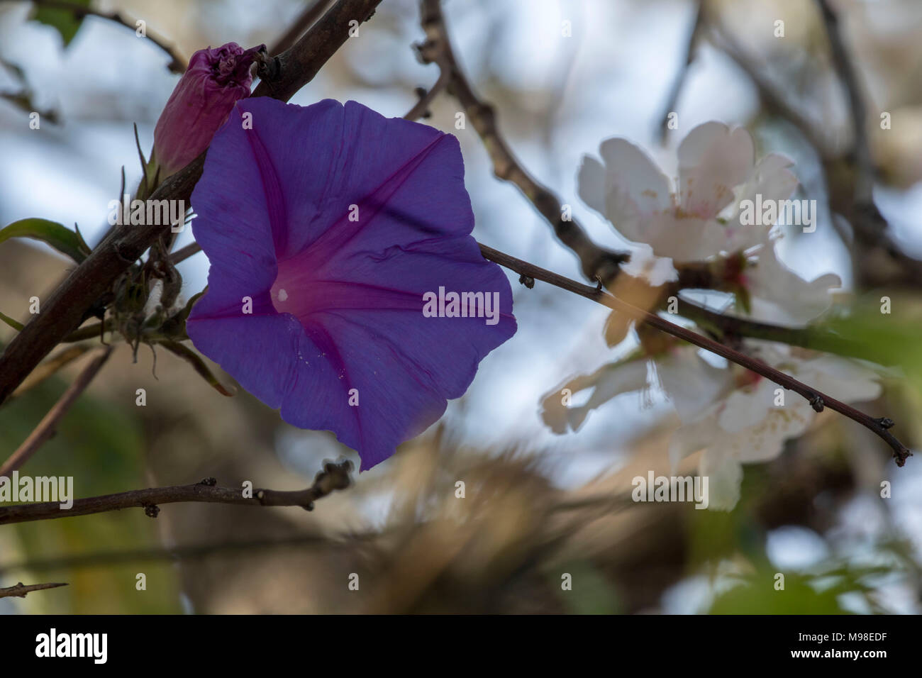Viola centinodia avvolto intorno a fiore bianco in un giardino di Paphos con sole primaverile, in Kato Paphos area turistica , Cipro, europa Foto Stock
