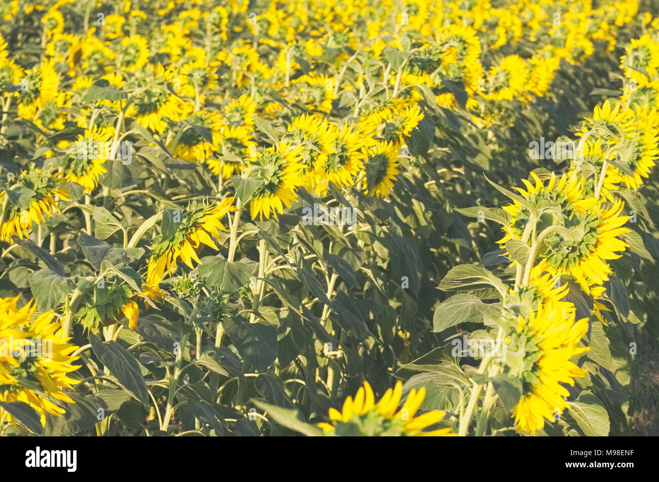 Campo di semi di girasole in un caldo giorno d'estate e di sole Foto Stock