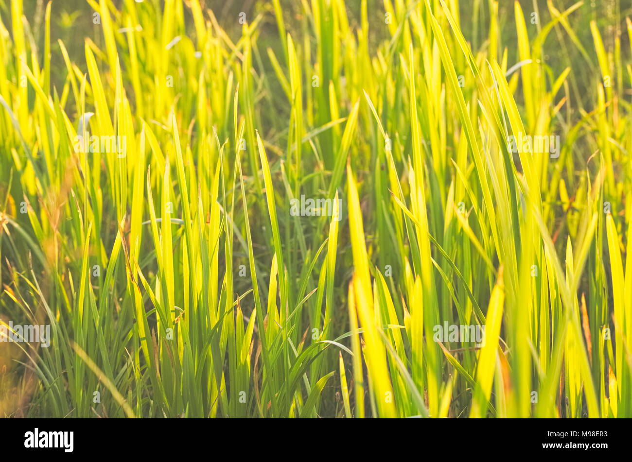 Bella brillante retroilluminato verde Carex su un giorno di estate Foto Stock
