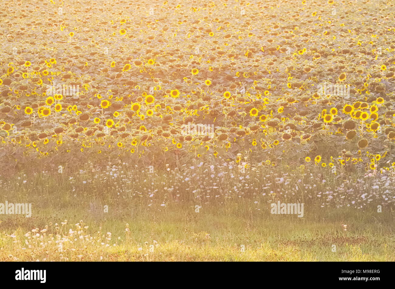 Campo di semi di girasole in un caldo giorno d'estate e di sole Foto Stock