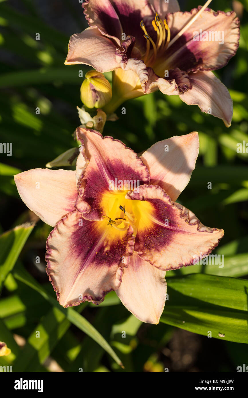 "Regal Braid' Daylily, Daglilja (Hemerocallis) Foto Stock