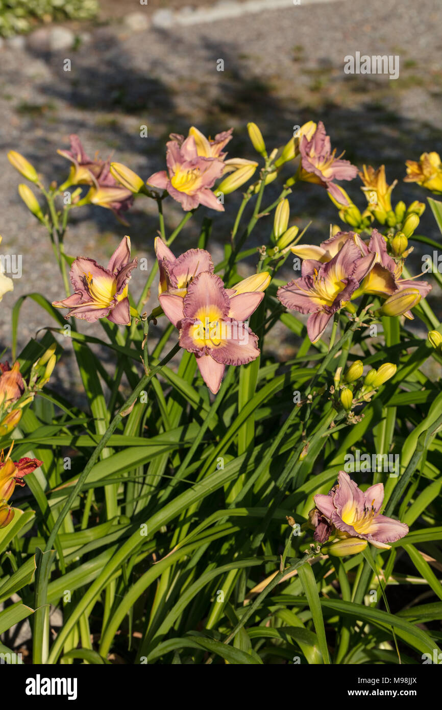 Fumo segnale' Daylily, Daglilja (Hemerocallis) Foto Stock