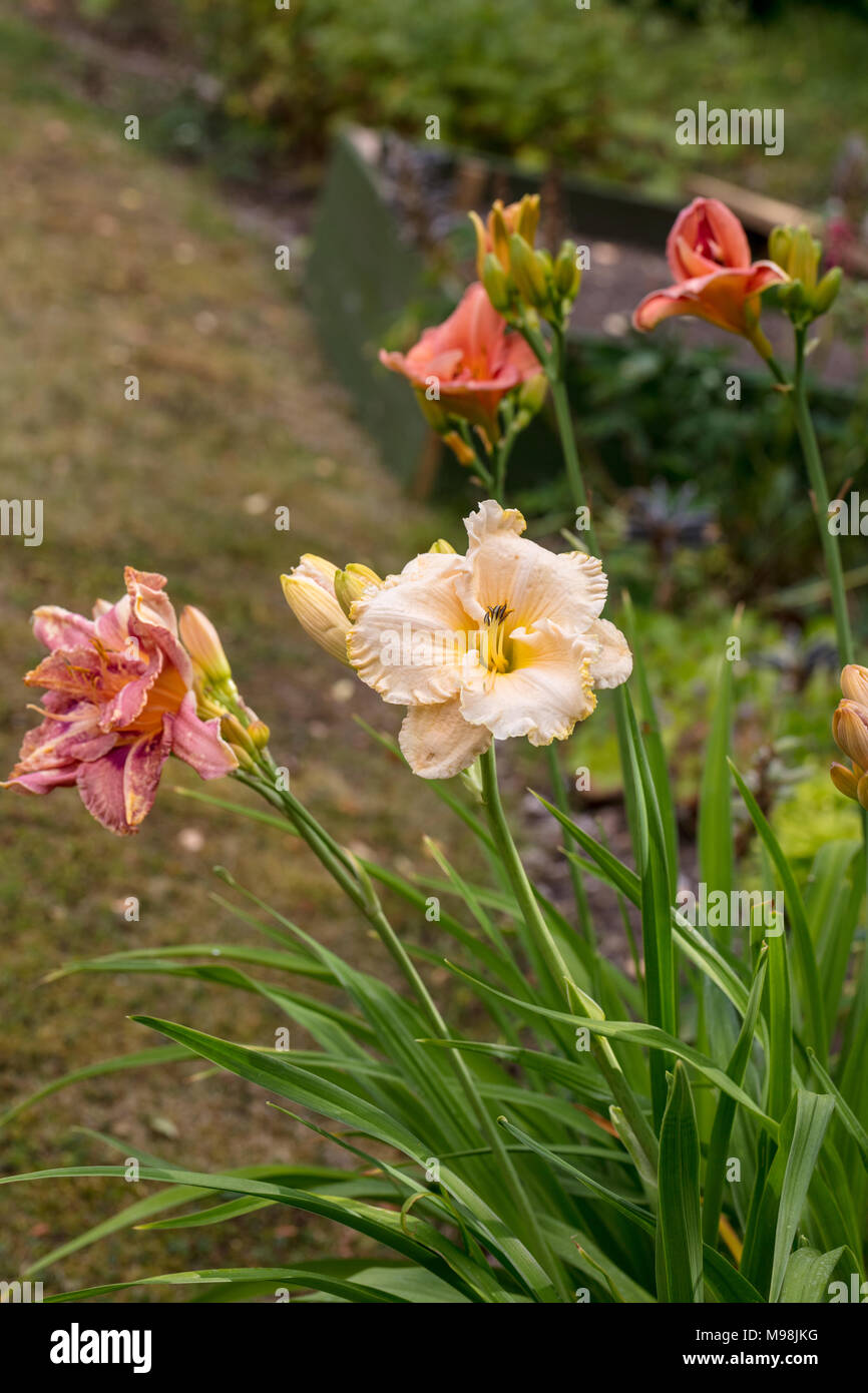 'Victorian Lace", Daylily Daglilja (Hemerocallis) Foto Stock