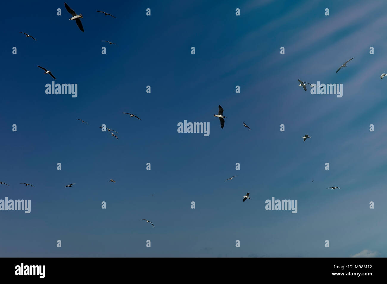 Gabbiani. Uccelli selvatici volare alto in un cielo blu. Isolato. . Stock photo. Foto Stock