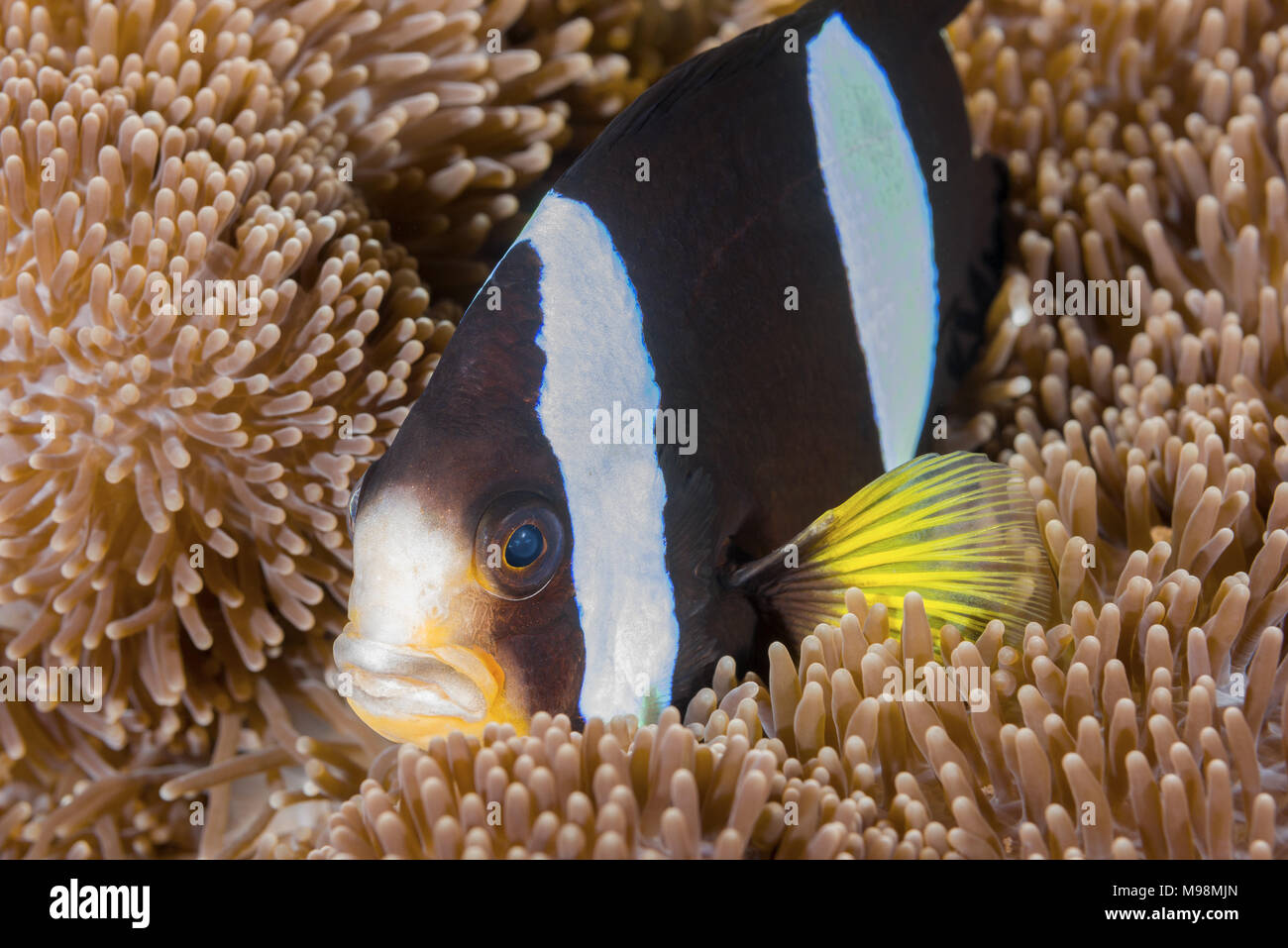 Clark (anemonefish Amphiprion clarkii) in anemone Foto Stock