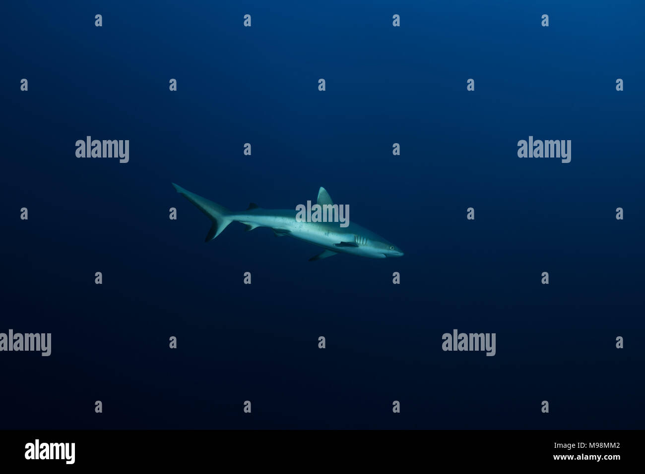 Grey Reef shark (Carcharhinus amblyrhynchos) nuotare nelle acque blu Foto Stock
