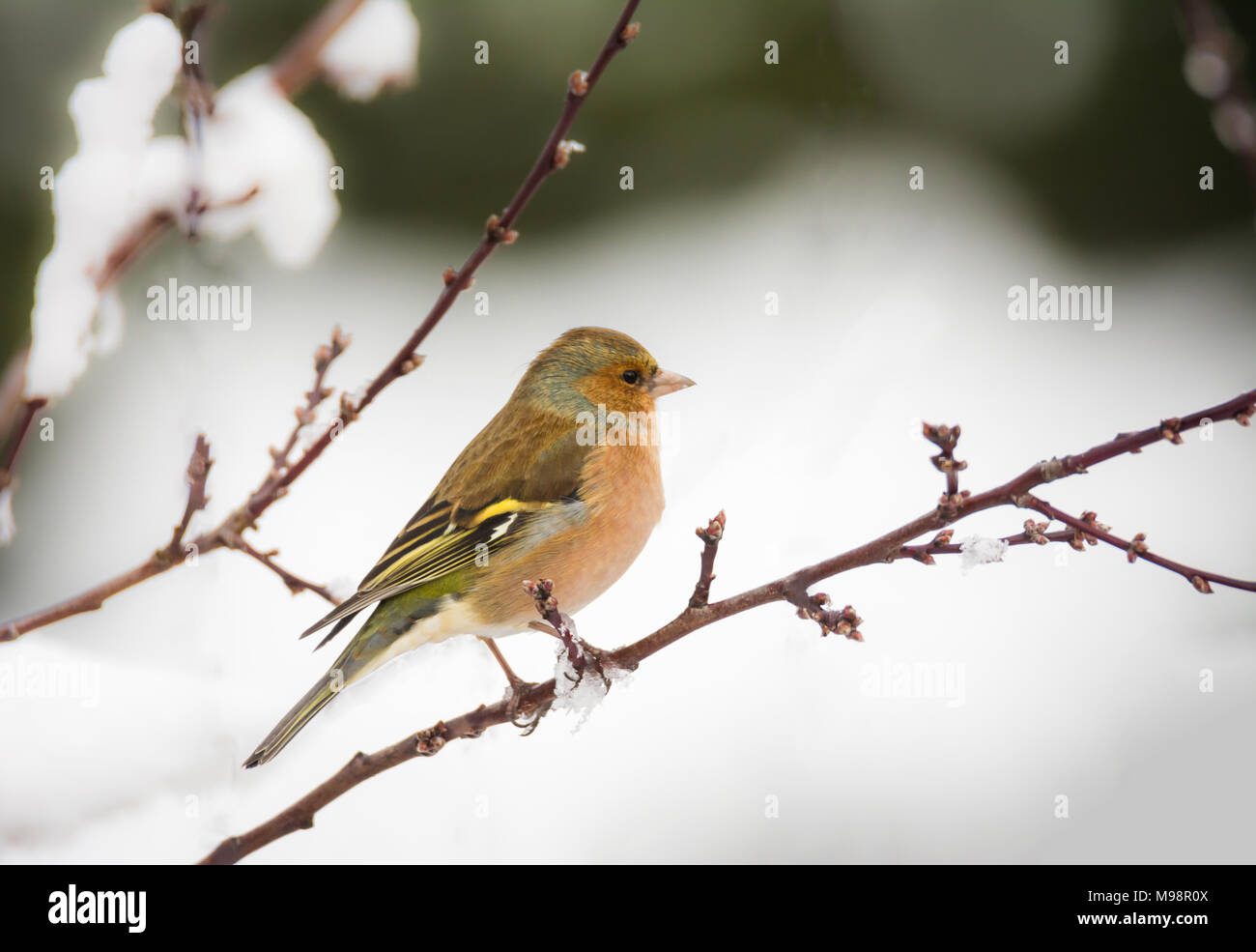 Primo piano di un fringuello bird seduta su una coperta di neve tree Foto Stock