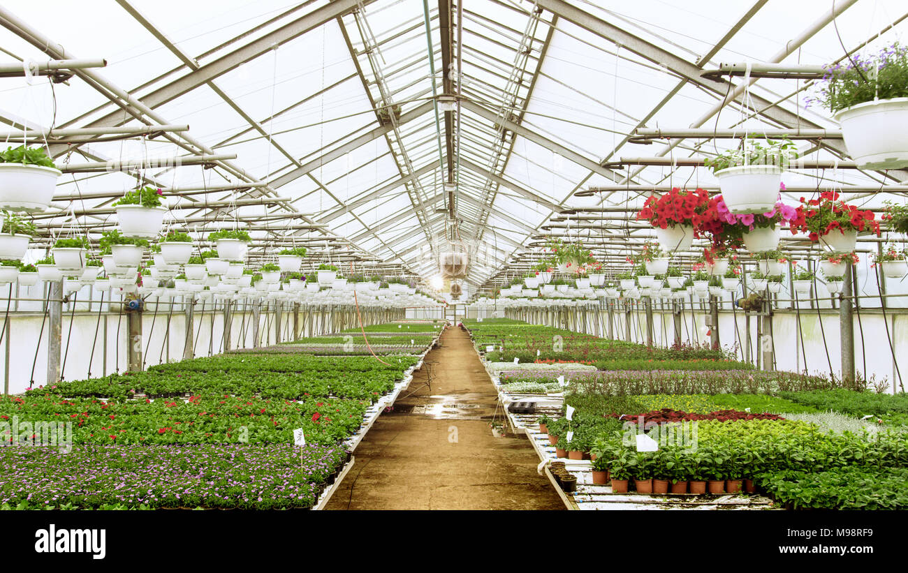 Righe di Bella, rare e commercialmente vitali di fiori e piante che crescono nella soleggiata serra industriale. Scala grande tema di produzione. Foto Stock