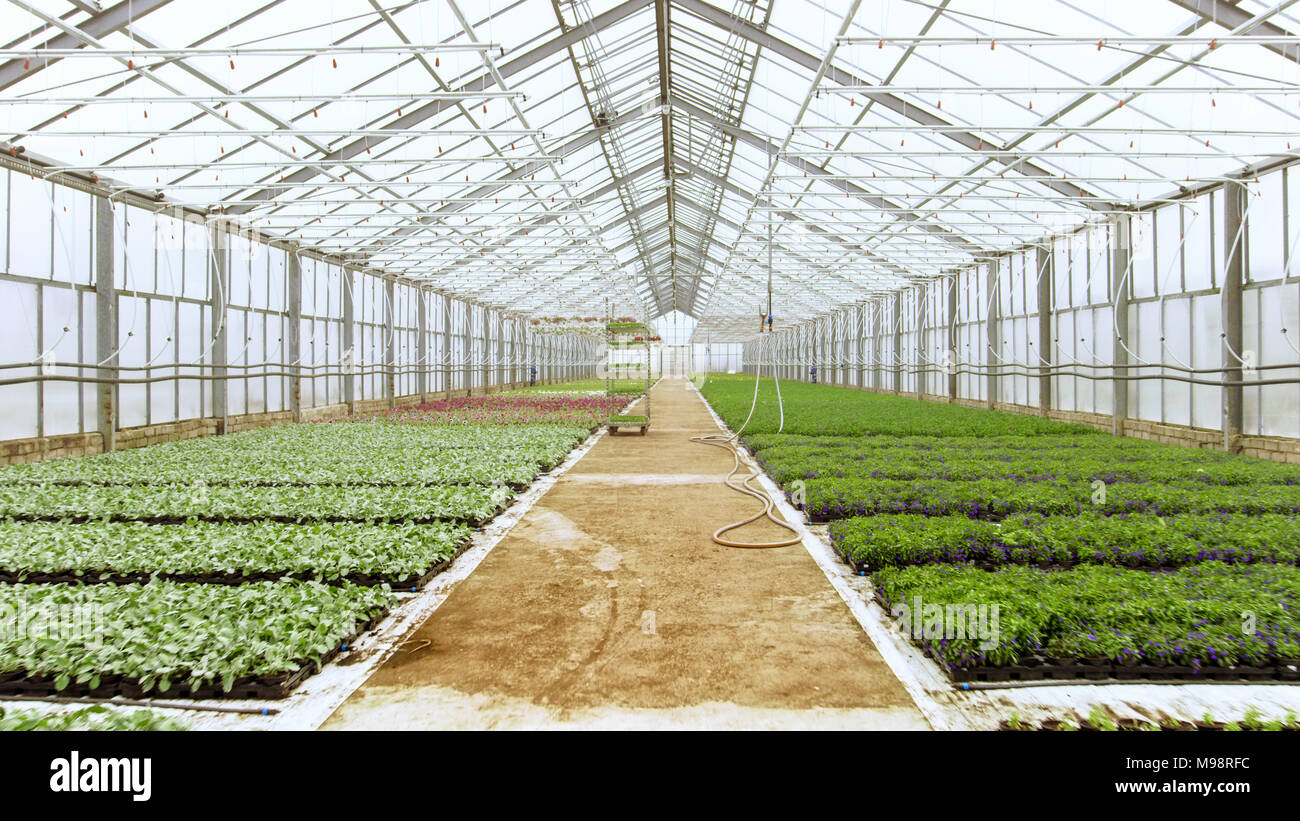 Righe di Bella, rare e commercialmente vitali di fiori e piante che crescono nella soleggiata serra industriale. Scala grande tema di produzione. Foto Stock