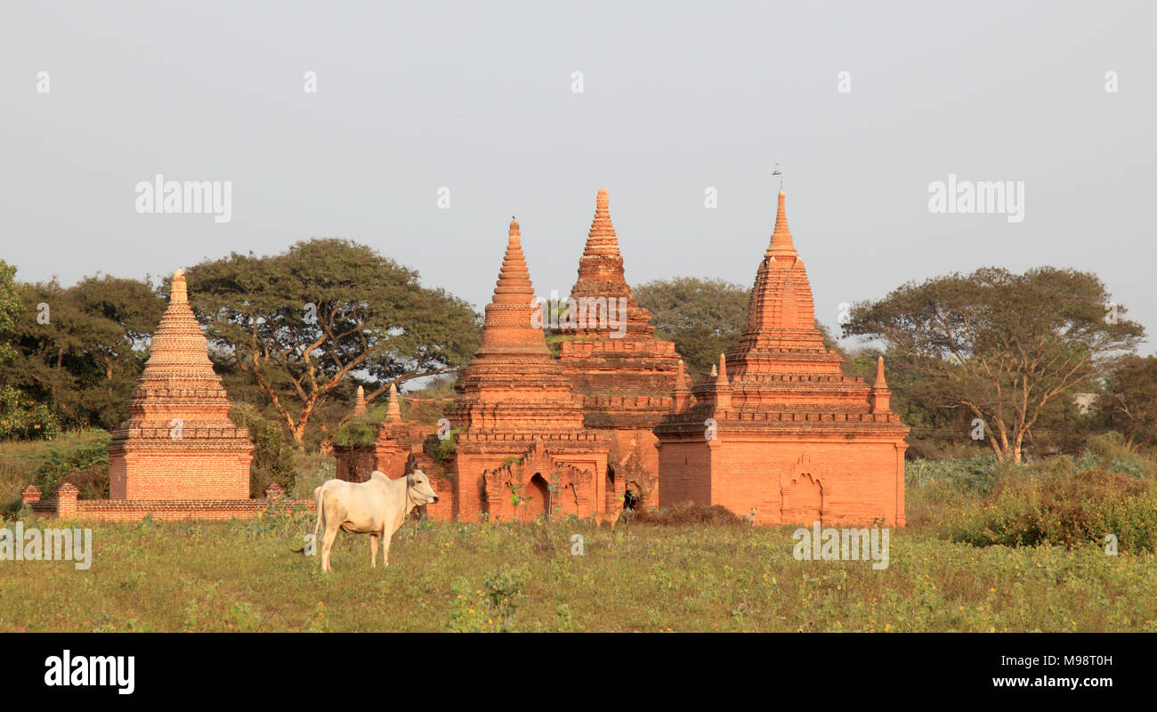 Myanmar Birmania, Bagan, templi, bue, Foto Stock