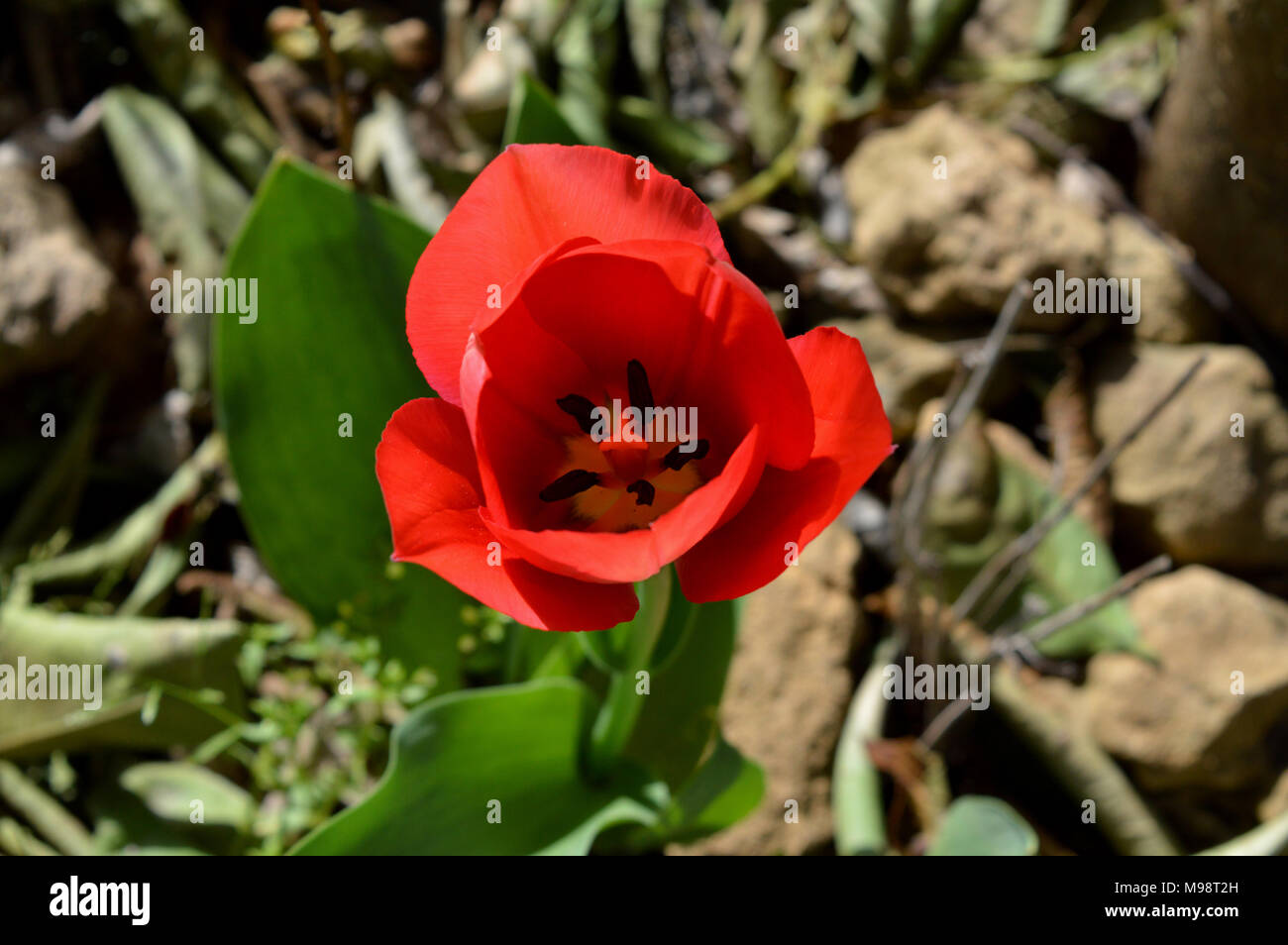 Close up di un fiorito Red Tulip, Macro Natura Foto Stock