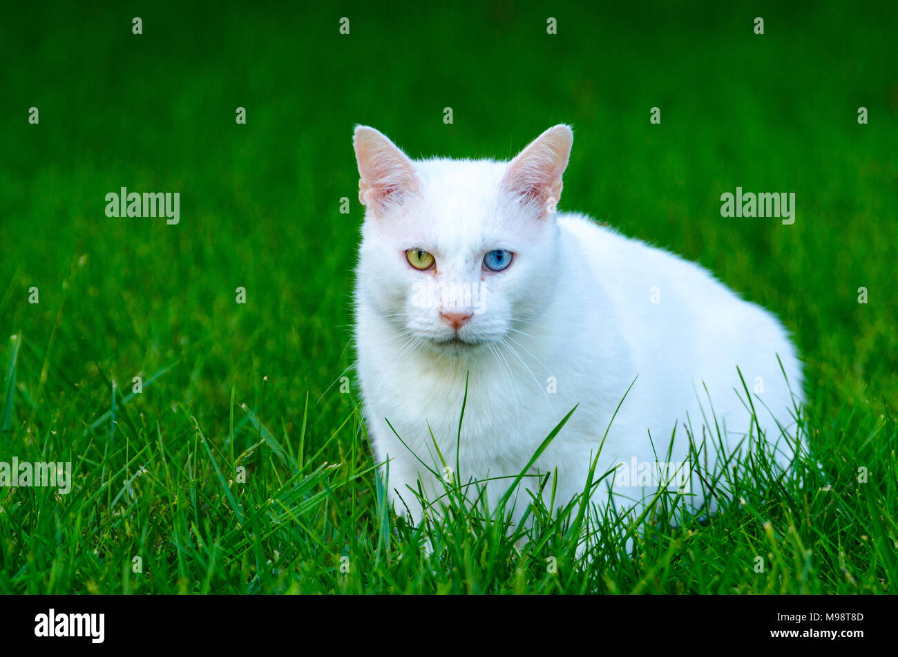 Una casa bianca cat (Felis silvestris catus), con un occhio verde e un occhio azzurro, siede in erba verde guardando verso la telecamera Foto Stock