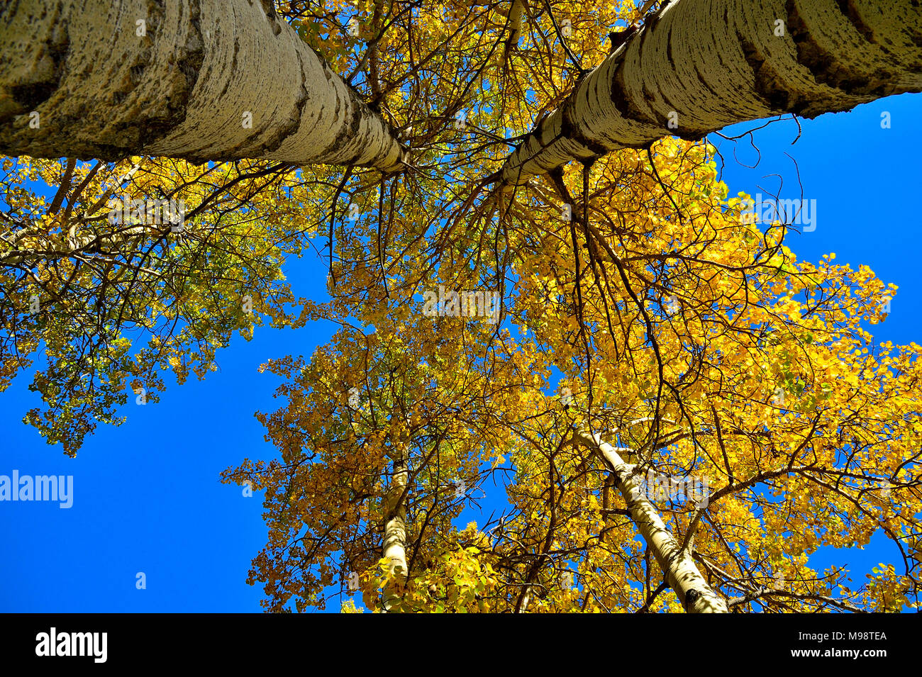 Cerca fino alle cime di alti alberi di Aspen con bright foglie gialle contro un cielo azzurro nelle zone rurali di Alberta in Canada. Foto Stock