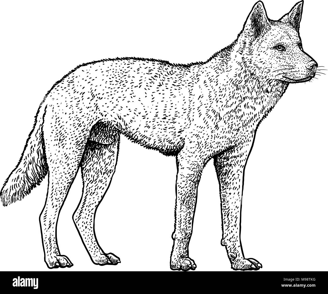 Dingo illustrazione, disegno, incisione, inchiostro, line art, vettore Illustrazione Vettoriale