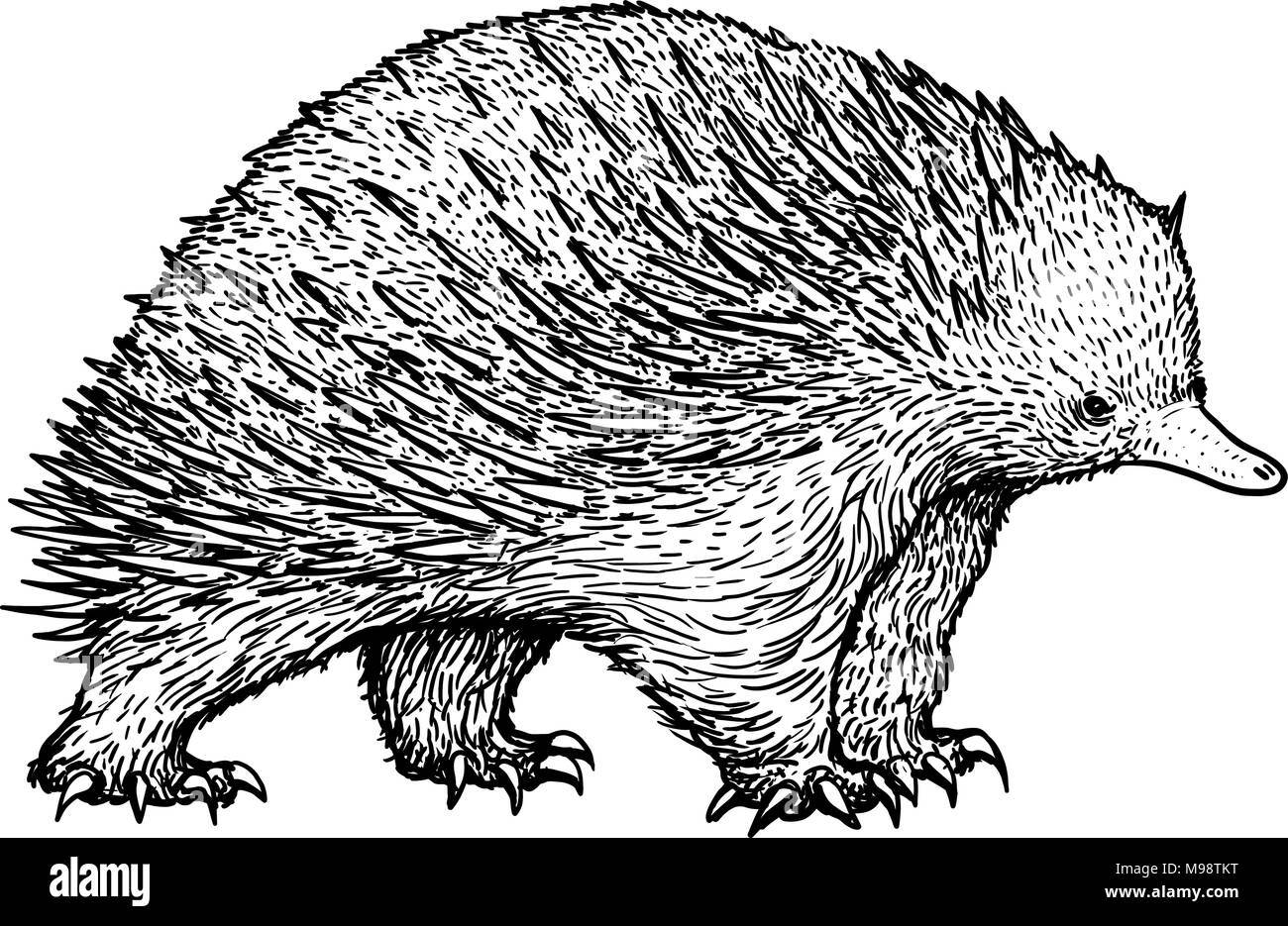 Echidna illustrazione, disegno, incisione, inchiostro, line art, vettore Illustrazione Vettoriale