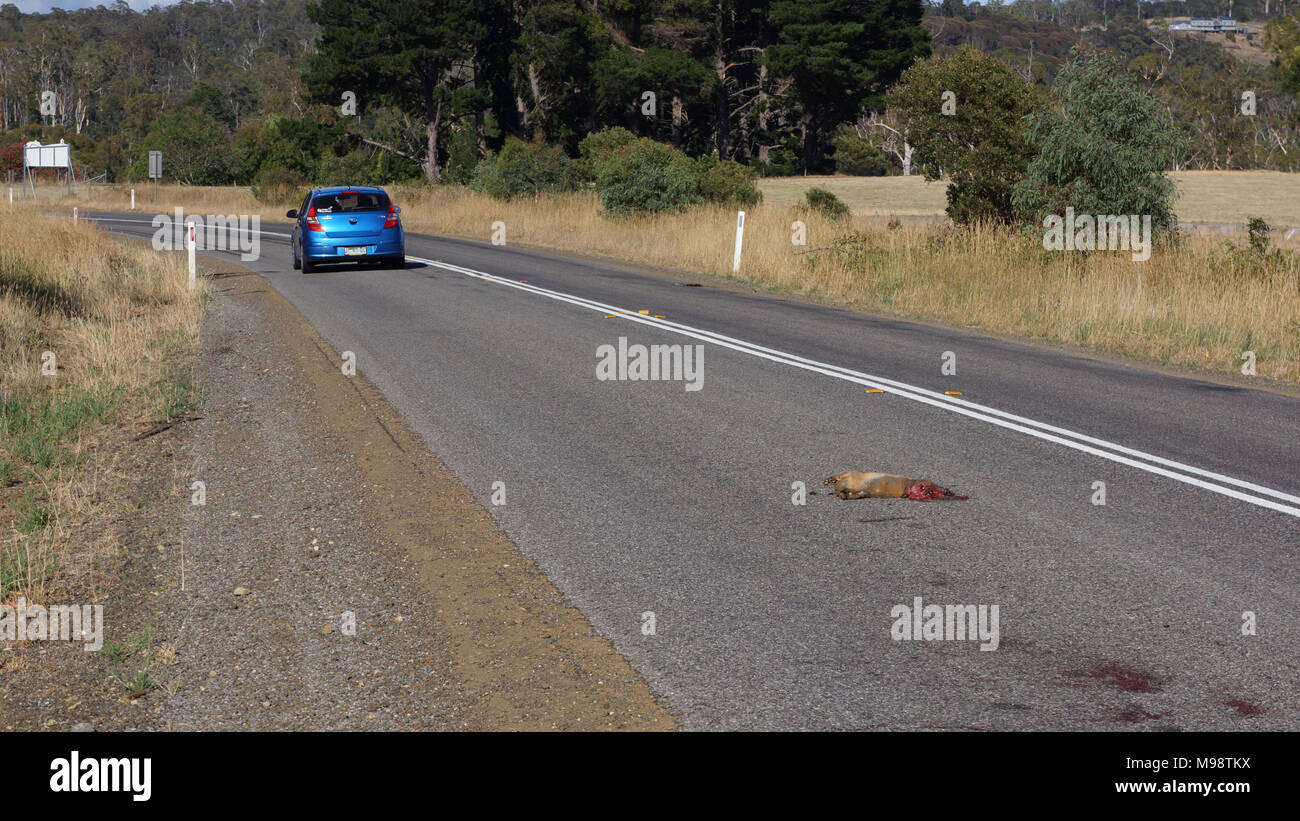 Guidato su - la fauna selvatica roadkill vittima è a sinistra per gli elementi sul paese della Tasmania road.relazioni rivelano che il numero di animali selvatici uccisi ogni anno sulle strade della Tasmania potrebbe equiparare ad un incredibile figura avvicinando 500 000. Che è quasi uno per ogni testa di questo stato australiano la popolazione, che nel 2017 era quasi 520 000. Lo stato è orgoglioso dei suoi sforzi in termini di conservazione ambientale particolarmente la sua fauna selvatica come il Diavolo della Tasmania. Così per molte persone che viaggiano lungo le isole della rete stradale diventa subito chiaro il numero sorprendente di fauna selvatica 'Roadkill'. Foto Stock