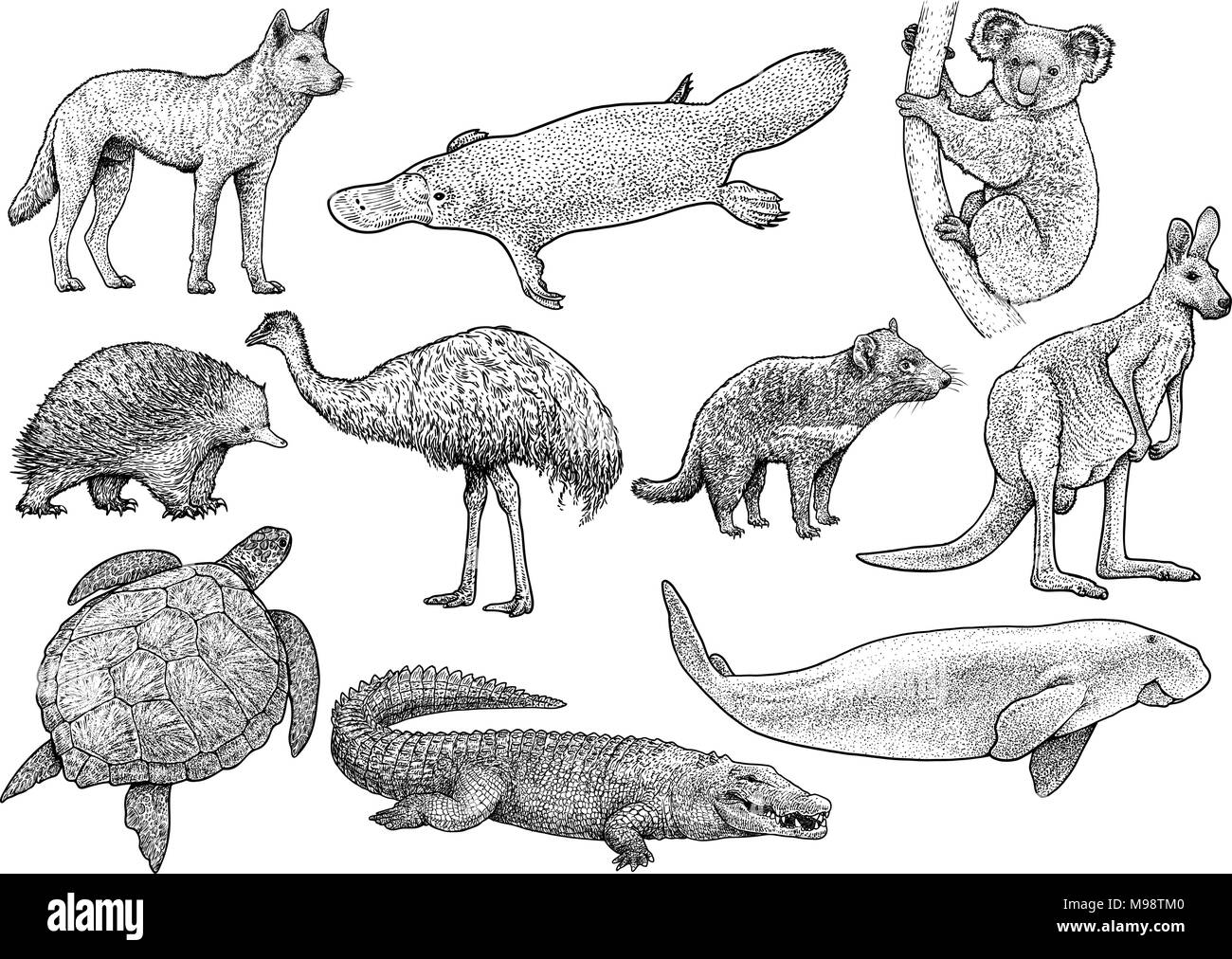 Animali australiani collezione Illustrazione, disegno, incisione, inchiostro, line art, vettore Illustrazione Vettoriale