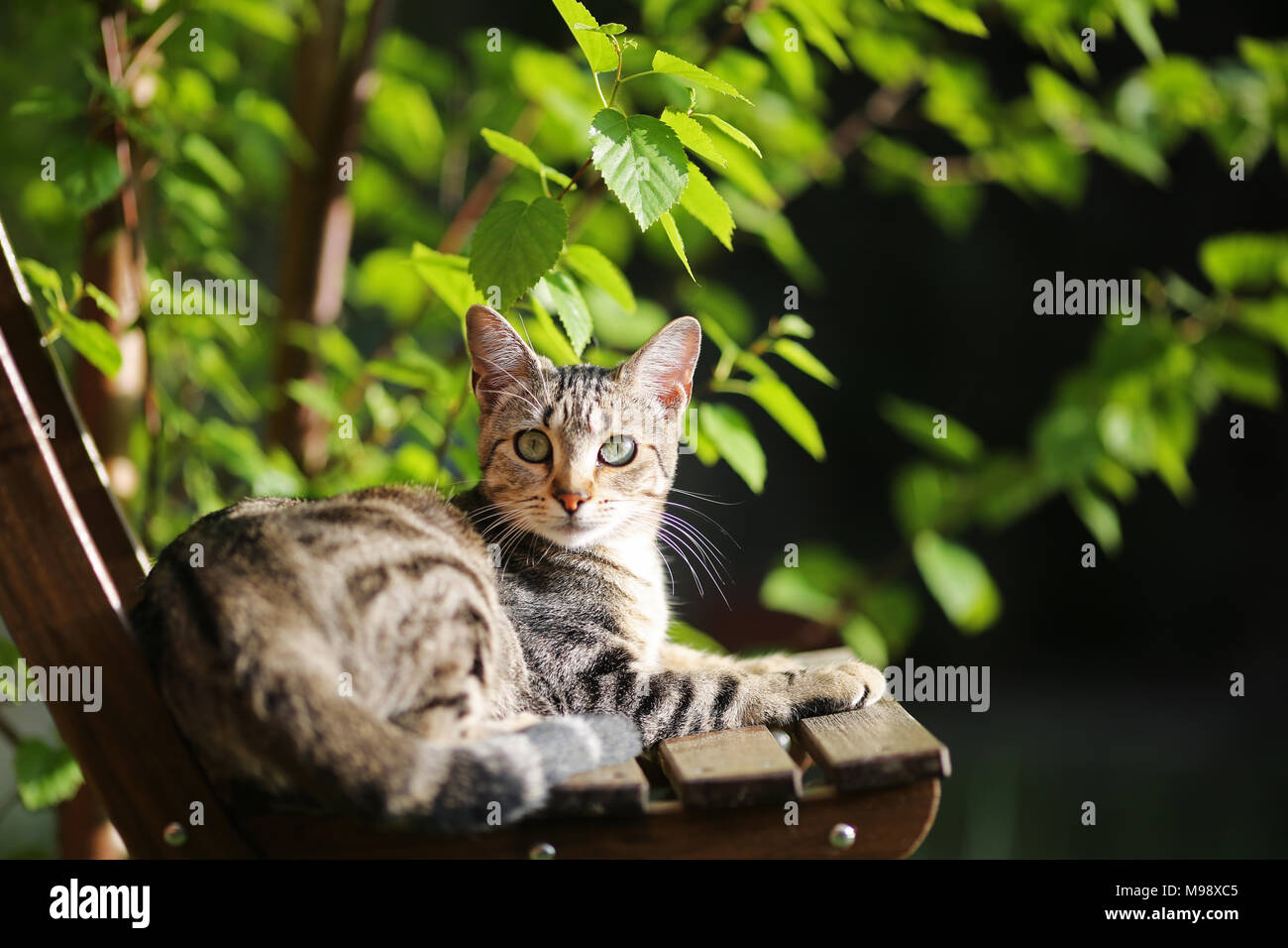 Un tabby gatto con gli occhi verdi seduto su una sedia sotto un albero Foto Stock