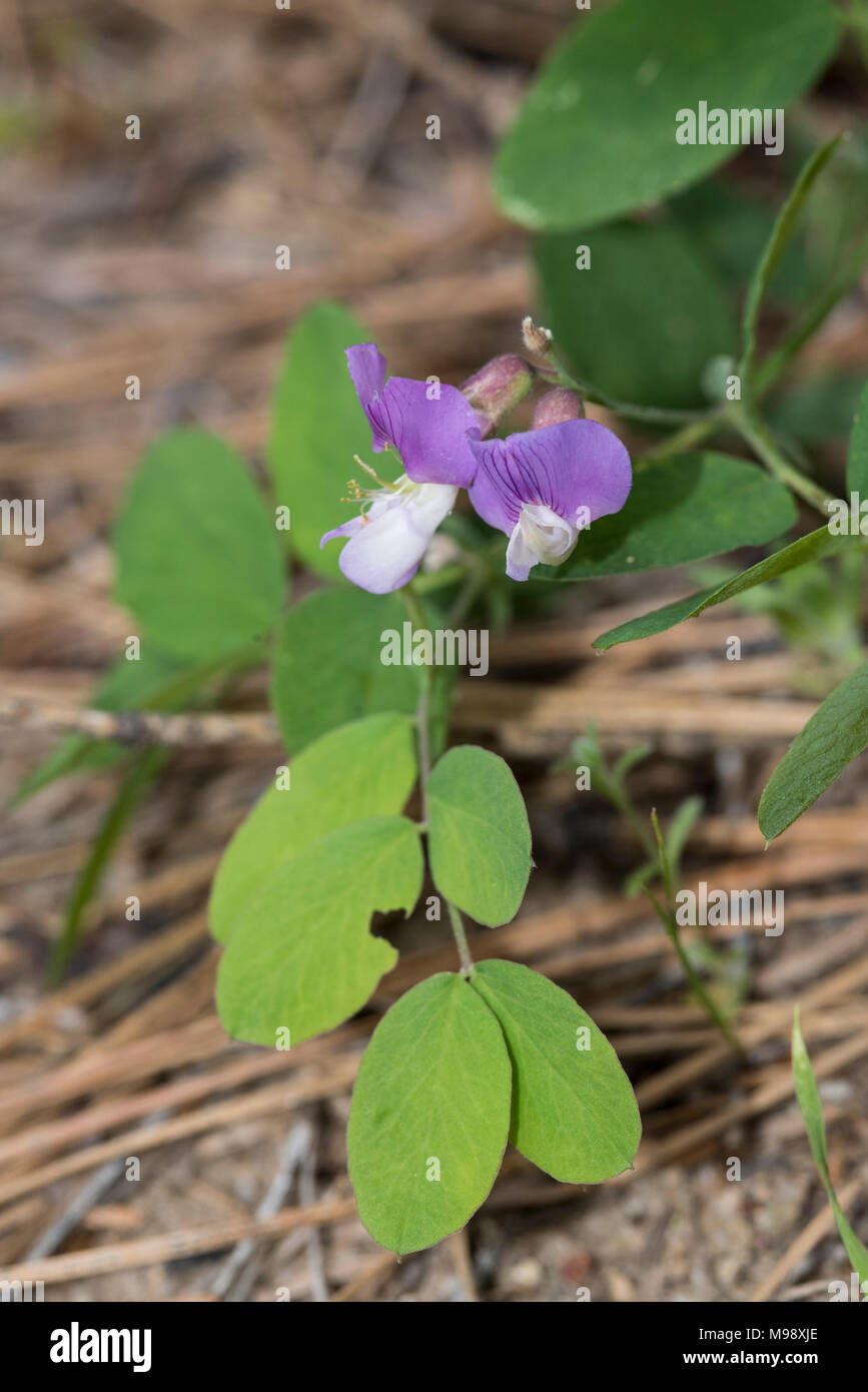 Western Dog Violet cresce vicino al suolo nel Parco Nazionale Sequoia. Foto Stock