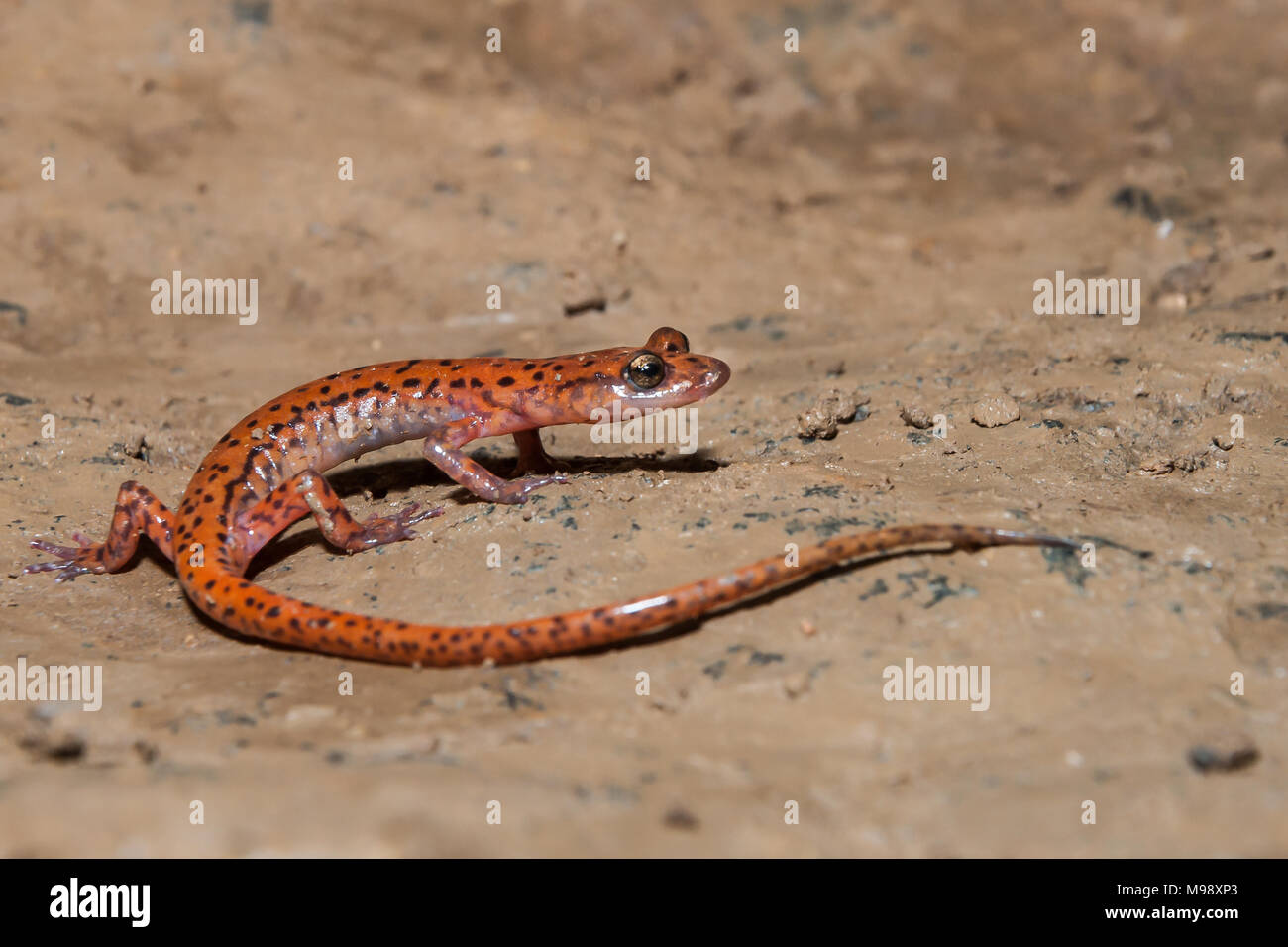 Avvistato-grotta di coda (Salamandra Eurycea lucifuga) Foto Stock