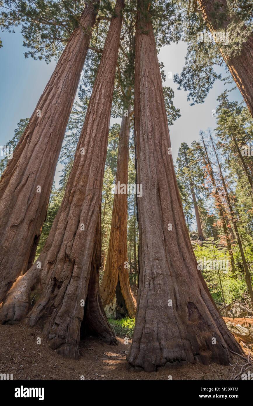 La Sequoia gigante è la più grande specie di albero e il più grande organismo vivente sulla terra. Parco Nazionale di Sequoia è la casa di migliaia di questi alberi. Foto Stock