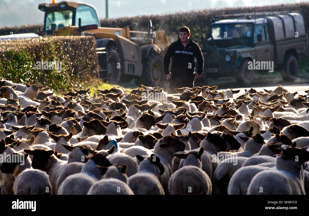 Allevamento di pecore, Eyton on severn, Shropshire, un gregge di pecore sono ammassati lungo una stretta strada di campagna da un giovane agricoltore Foto Stock