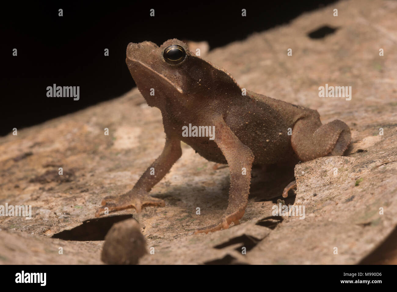 Una foresta crested toad (Rhinella margaritifera) dal suolo della foresta si combinano in incredibilmente bene in mezzo la figliata di foglia. Foto Stock