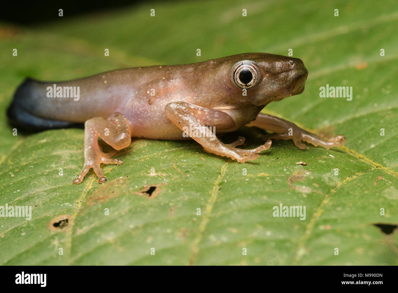 Rana dal Perù sembra incredibilmente strano e sciocco mentre parte del cammino con la metamorfosi. Presto si perderà la coda e guardare più froglike. Foto Stock