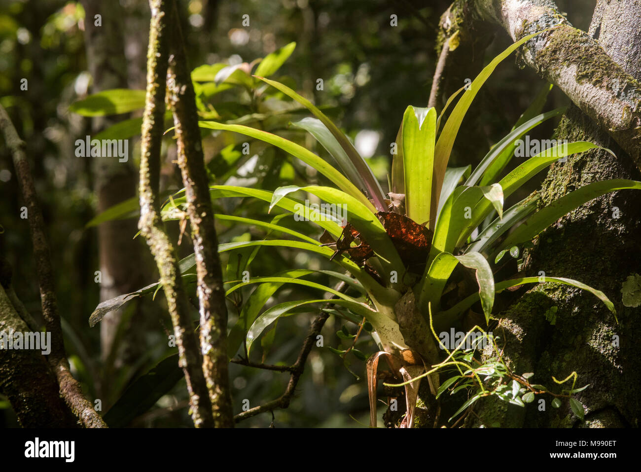 Un selvaggio bromeliad crescente la giungla peruviana. Foto Stock